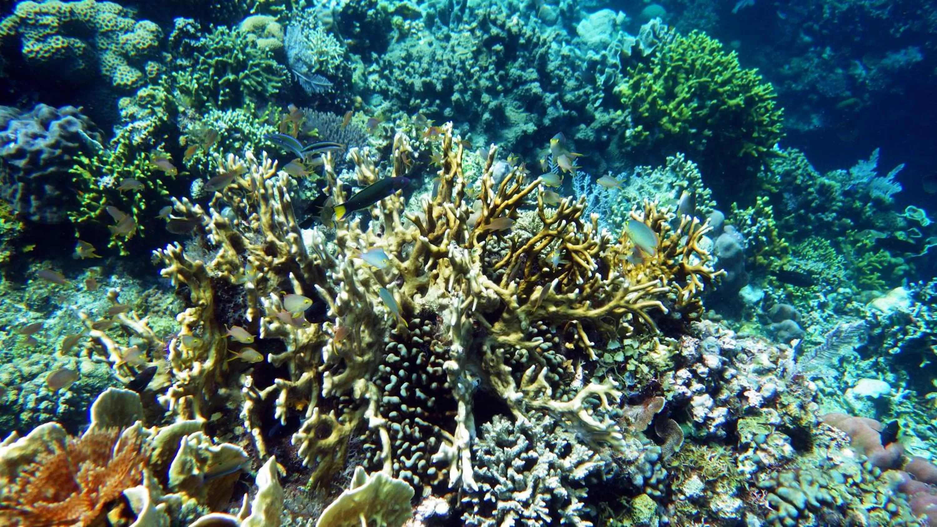 Snorkeling in Royal Cliff Resort
