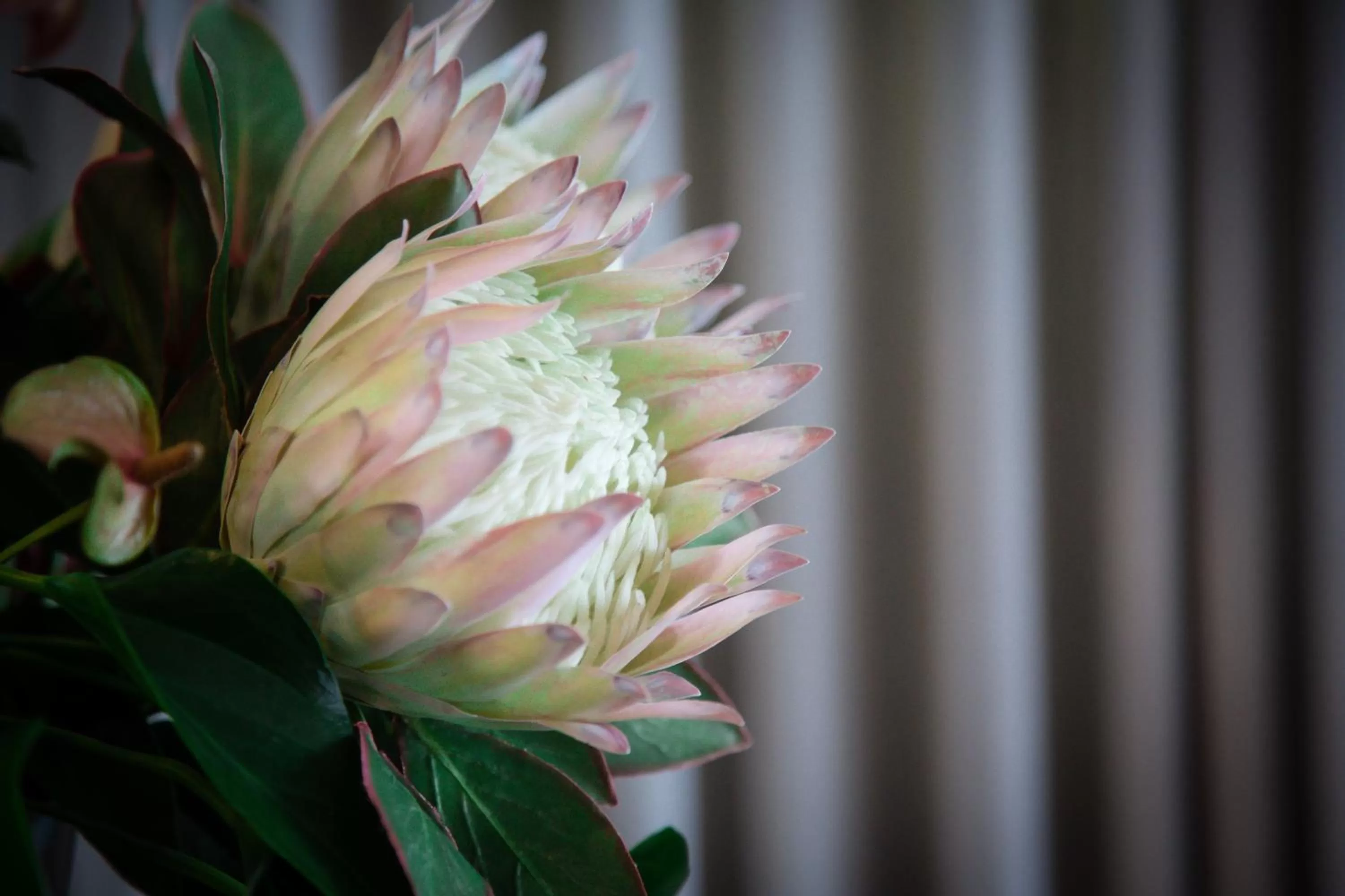 The Northcliff Boutique Hotel