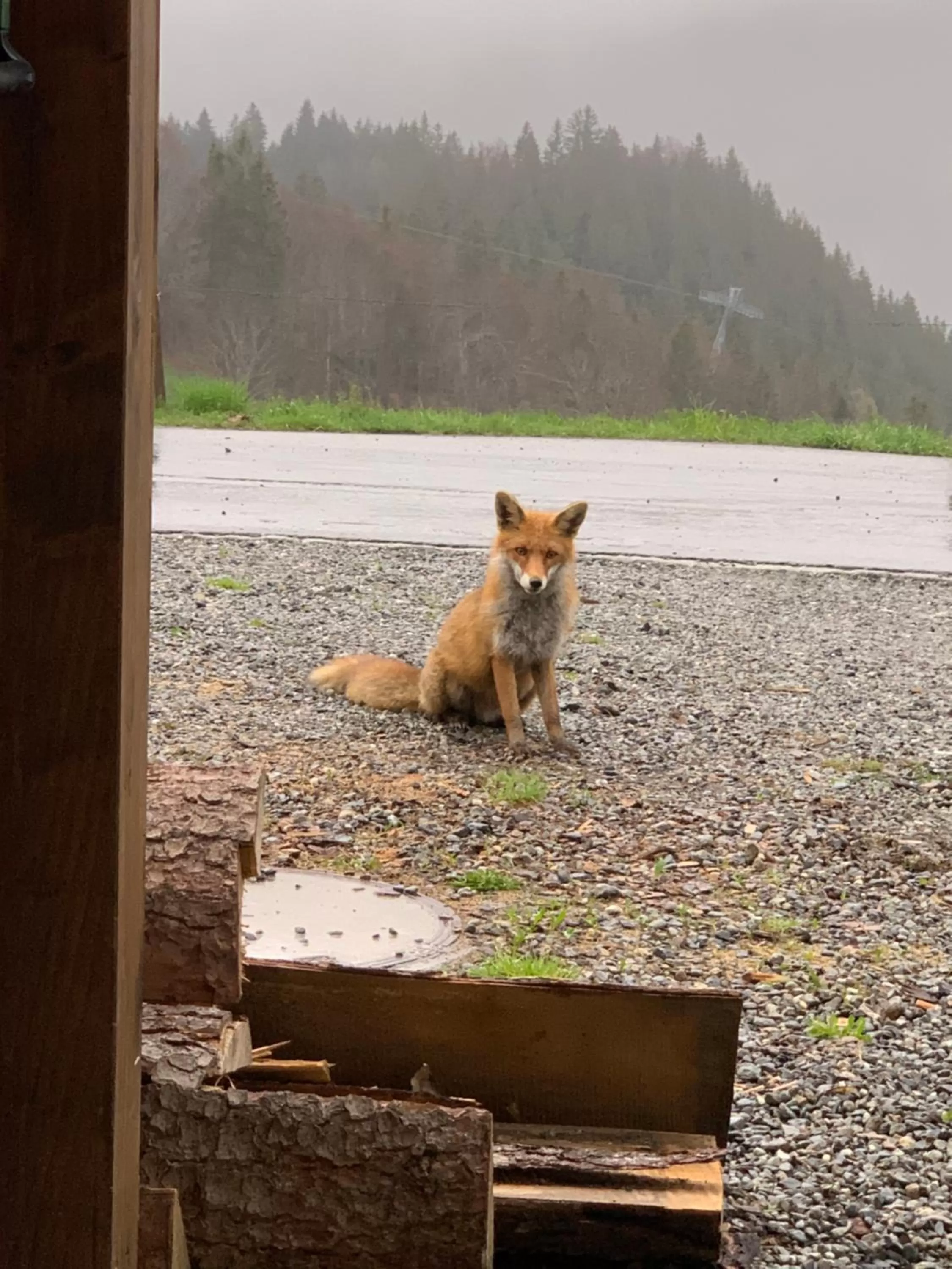 Pets in Hotel Jägerstübli Grindelwald