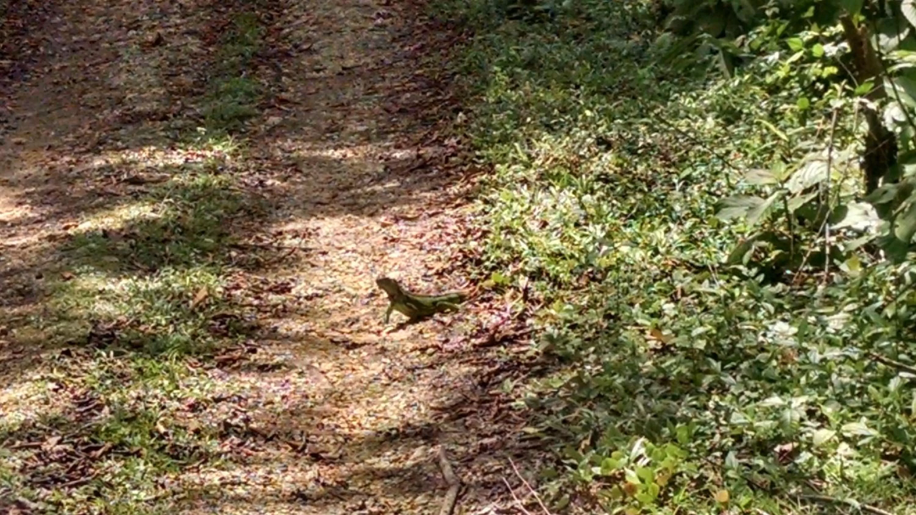 Day, Garden in Surf Break at Paunch