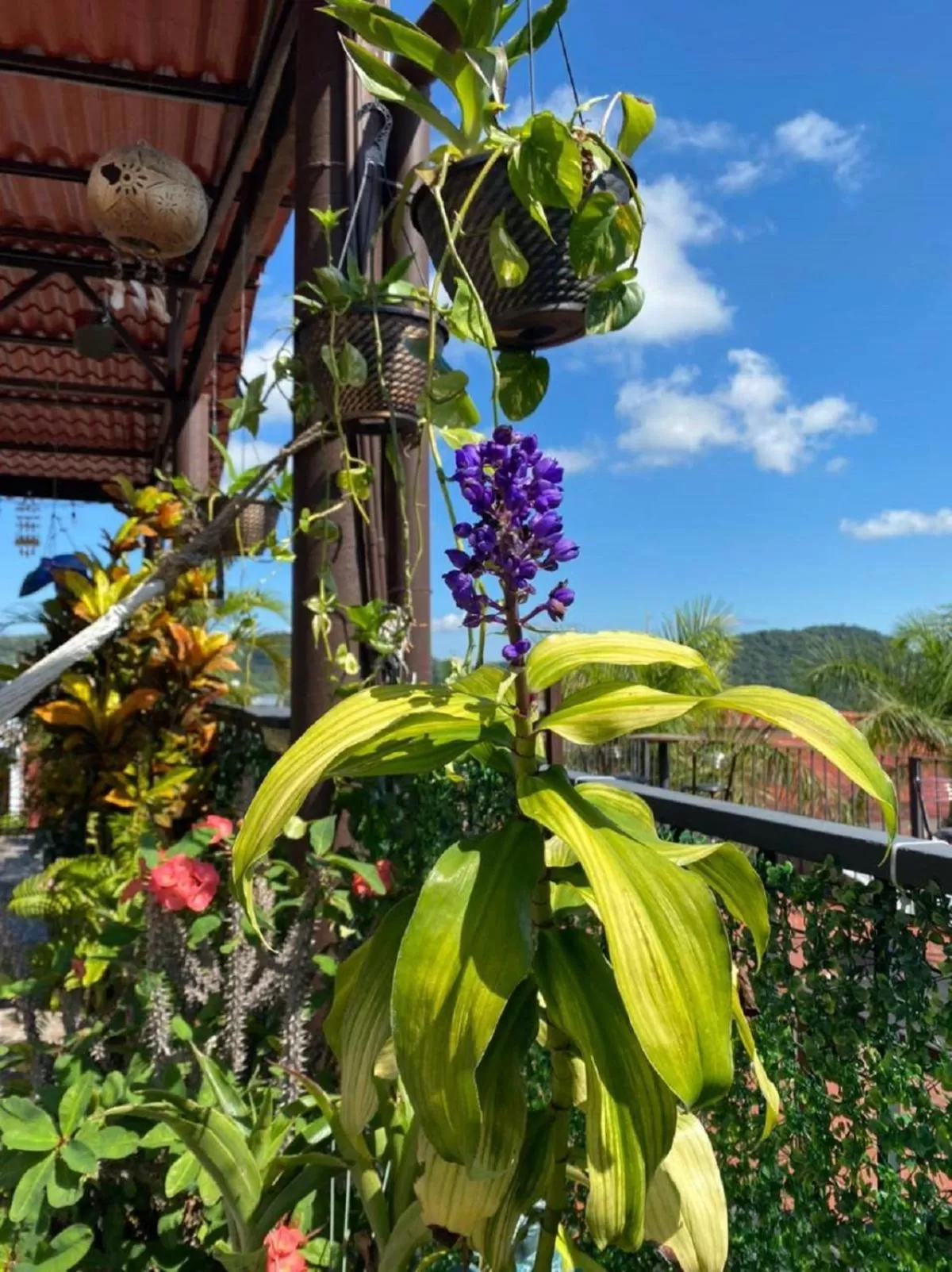 Balcony/Terrace in Grann Posada Xilitla