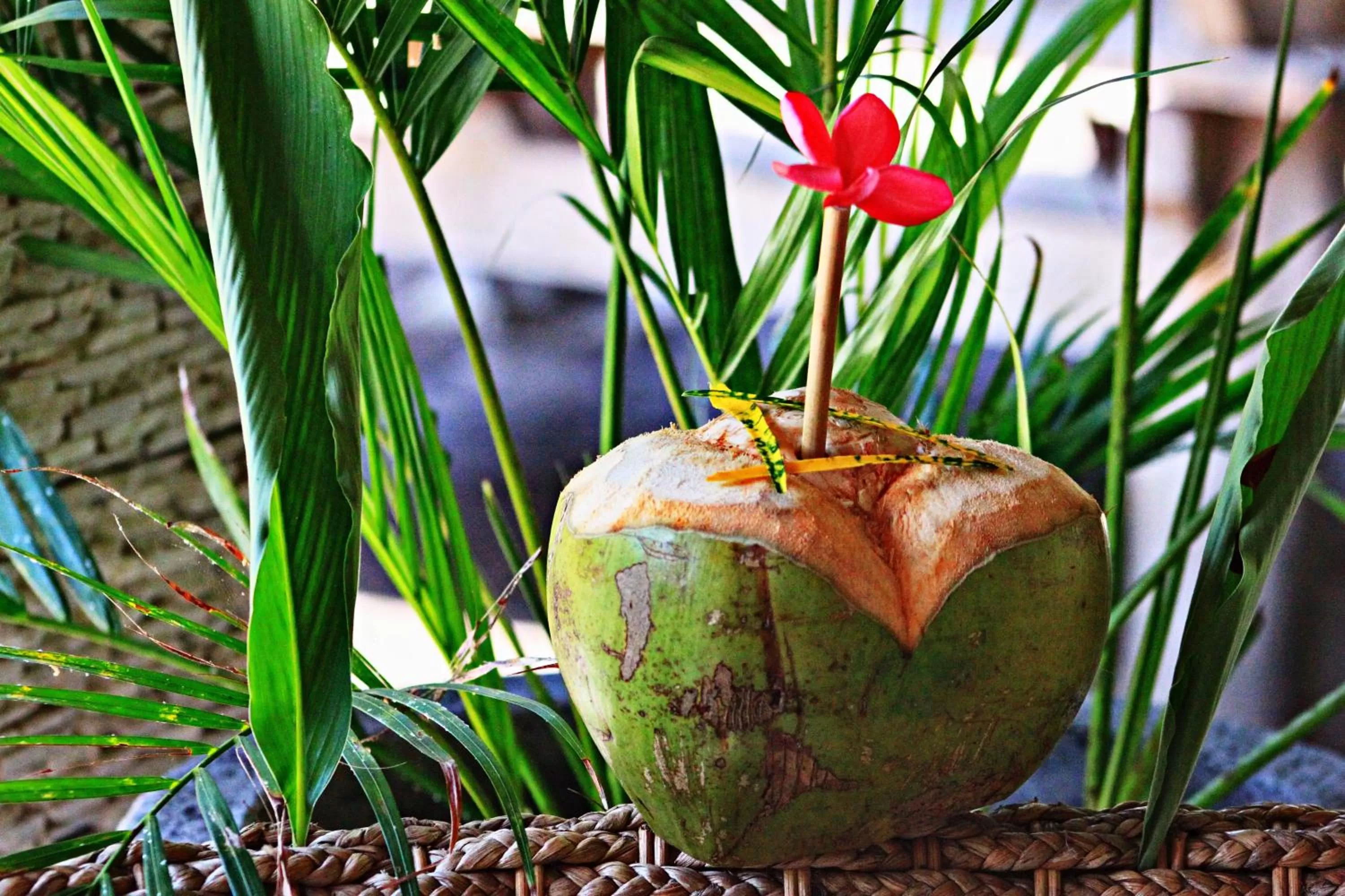 Non alcoholic drinks, Other Animals in Meno Dream Resort