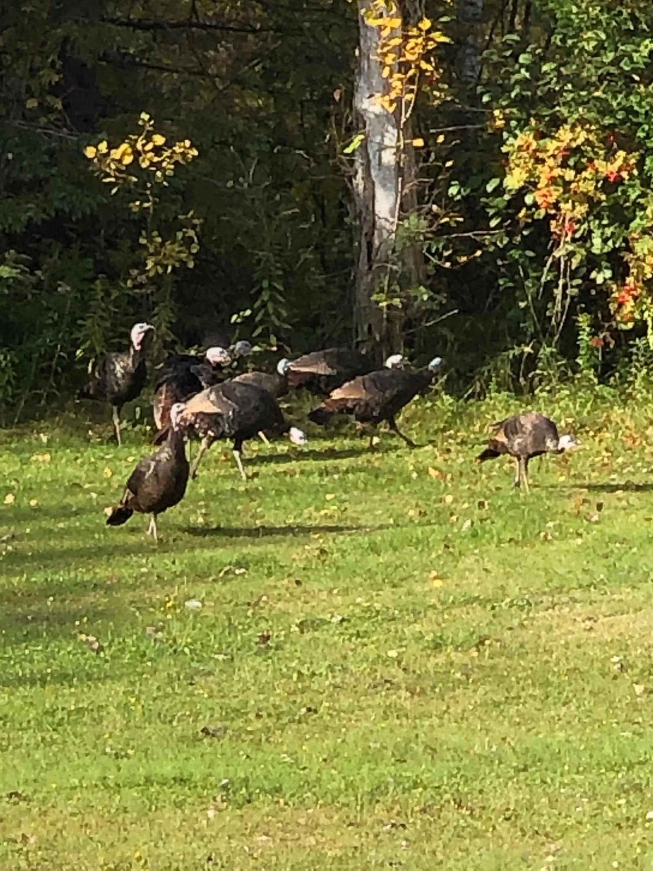 Day in Auberge Pique Nique