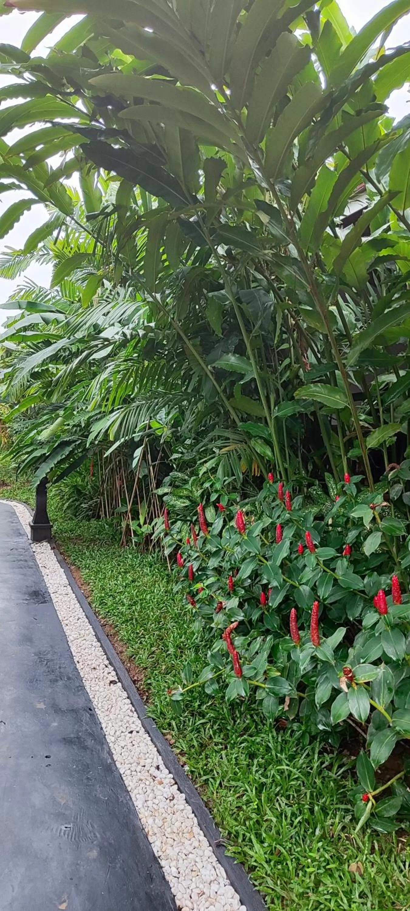 Garden in Carpe Diem Villas & Resort Dive & Stay resort