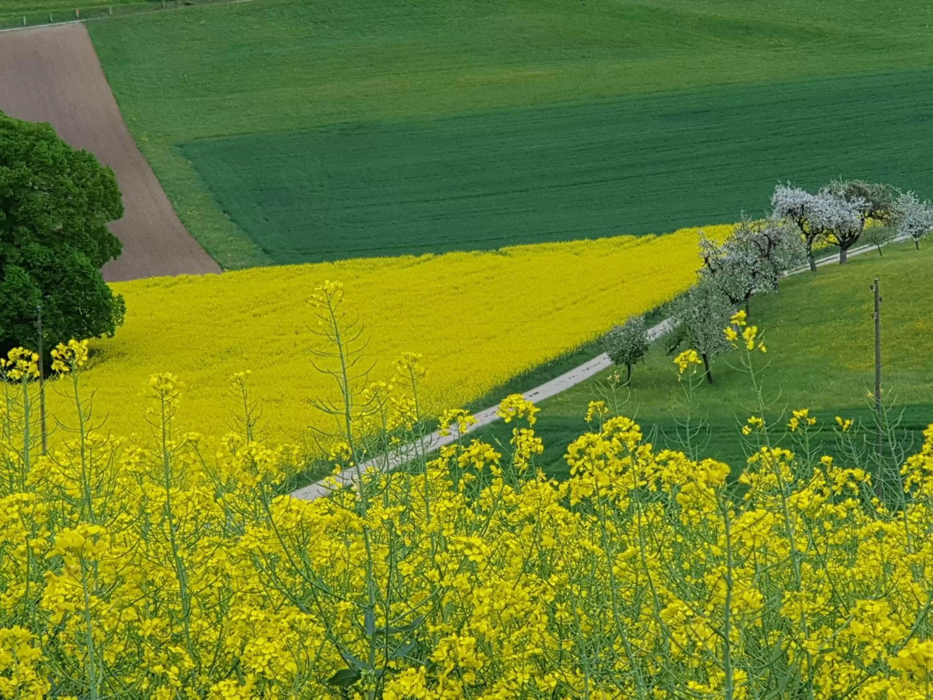 Natural landscape in BnB Mönthal im Jurapark