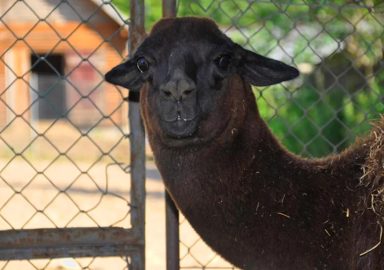 Animals, Other Animals in Ziołowa Dolina