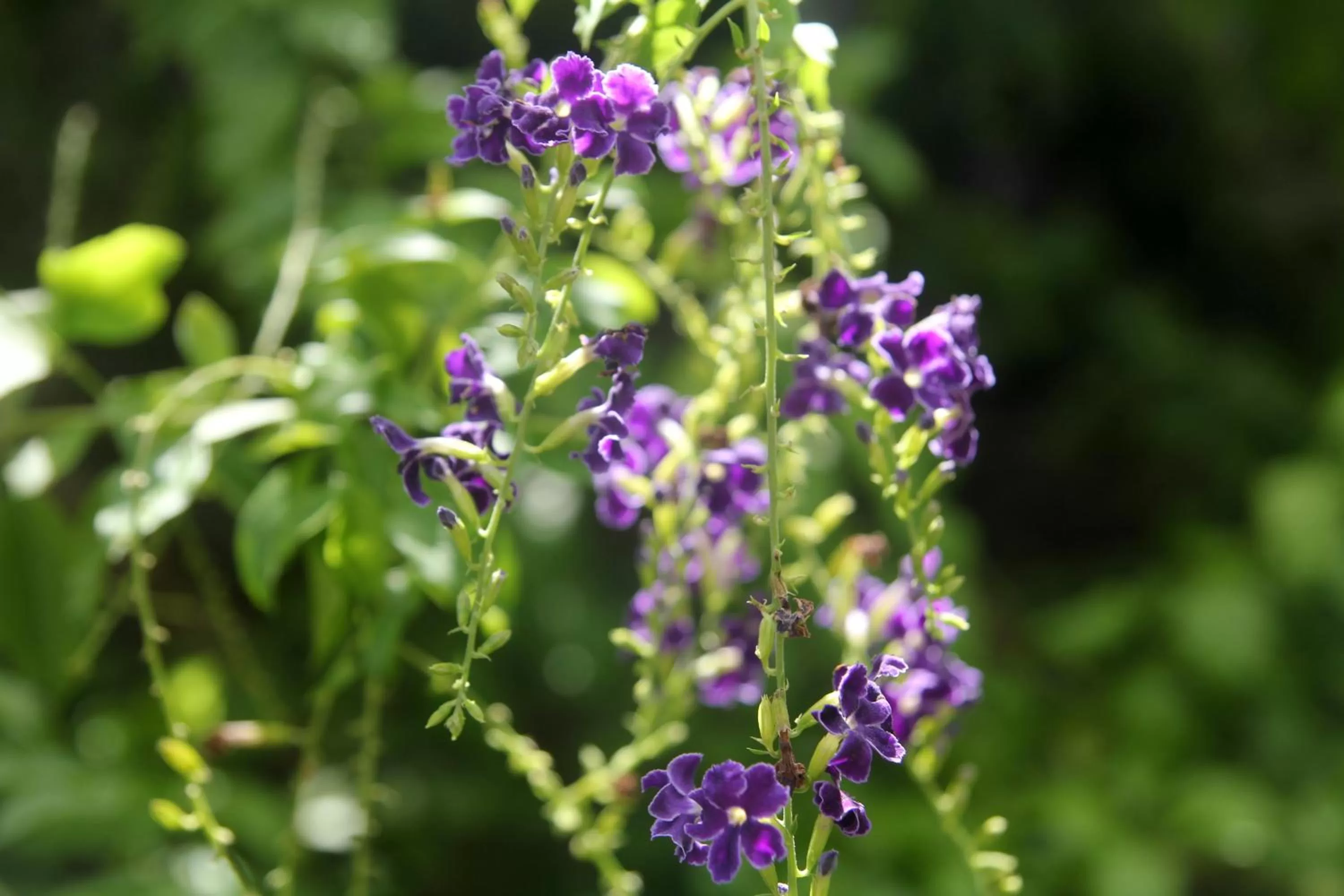 Garden view in La Pantera Negra