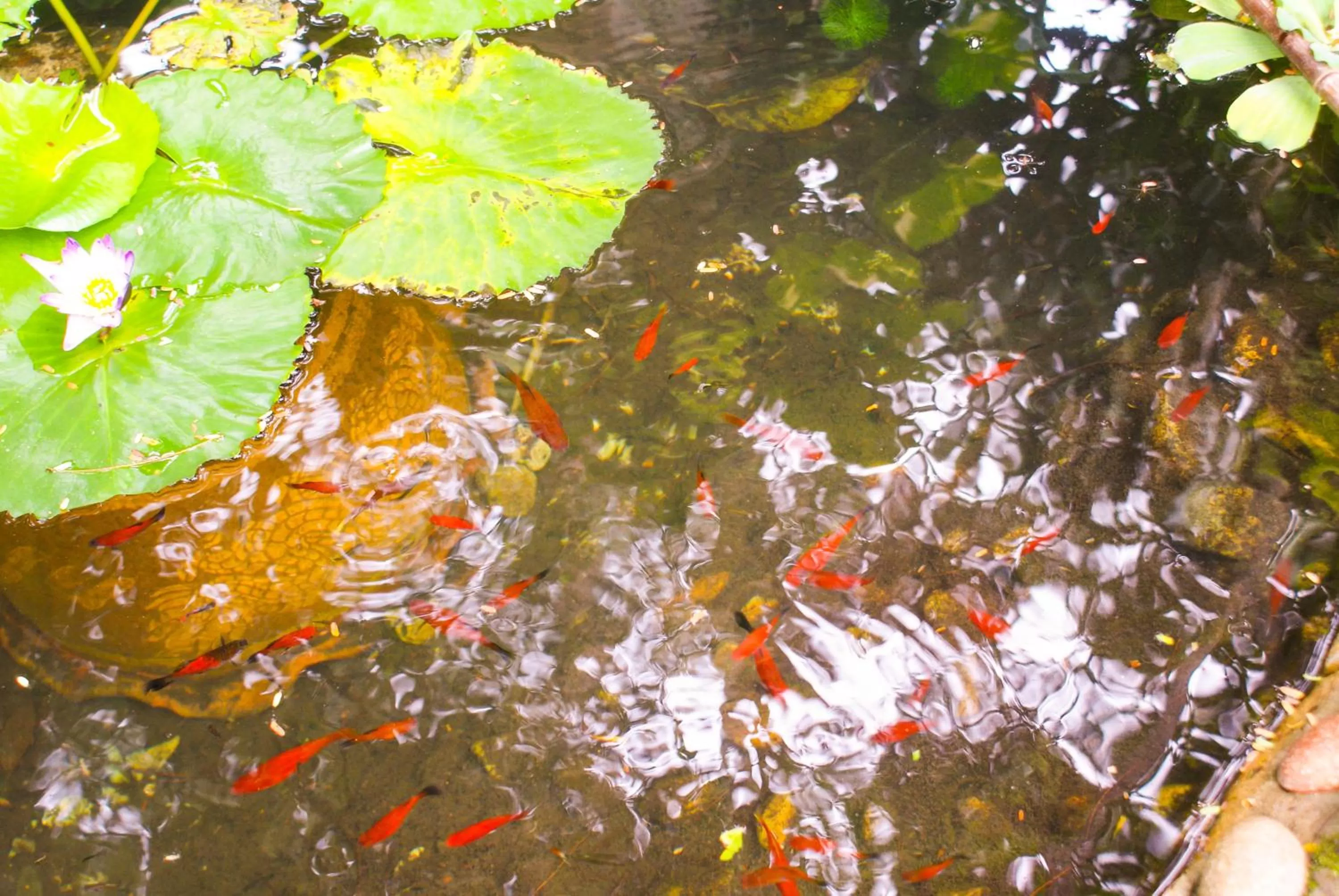 Lake view in Rock Inn Bailan