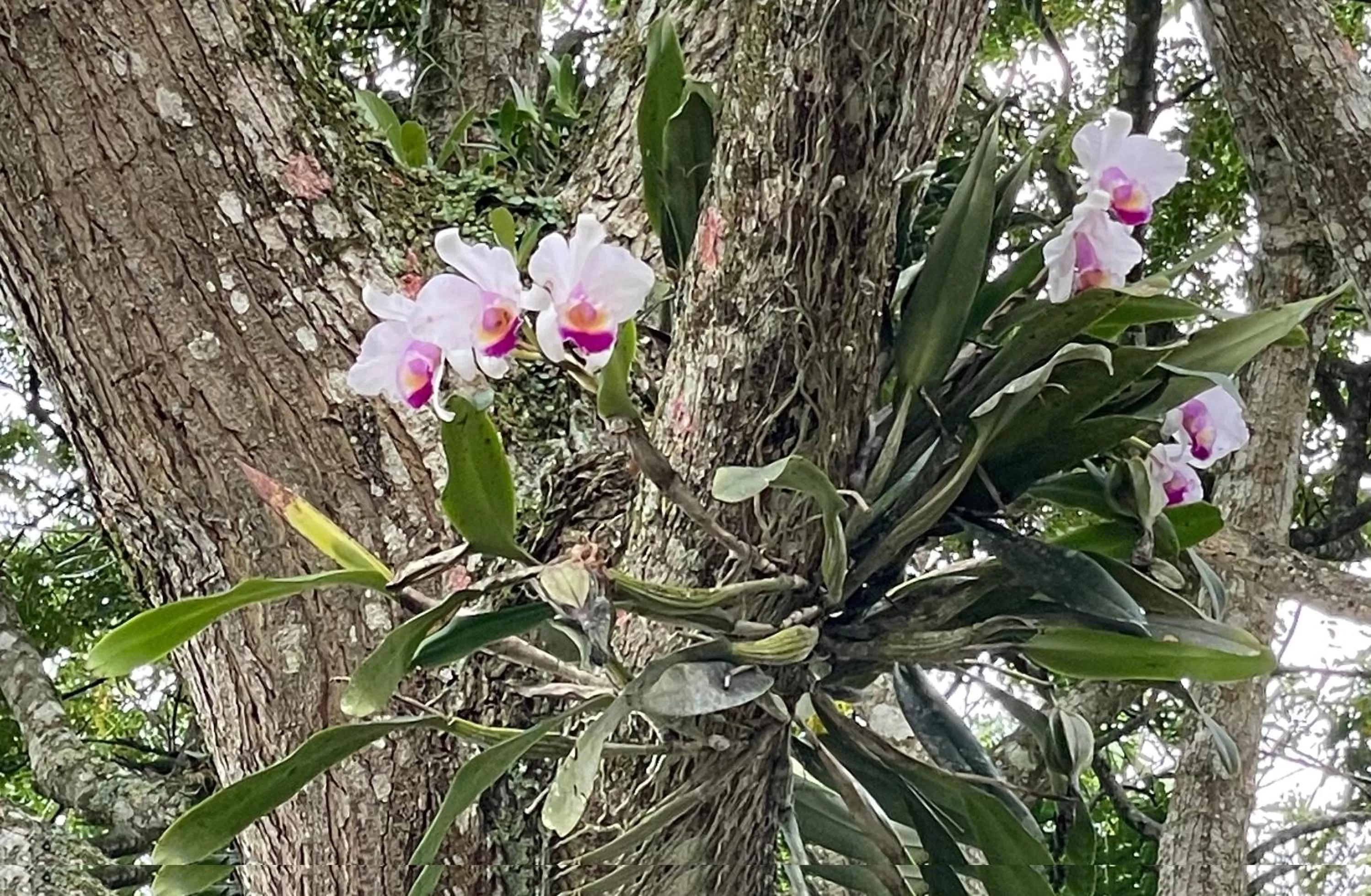 Garden in MuchoSur Quimbaya