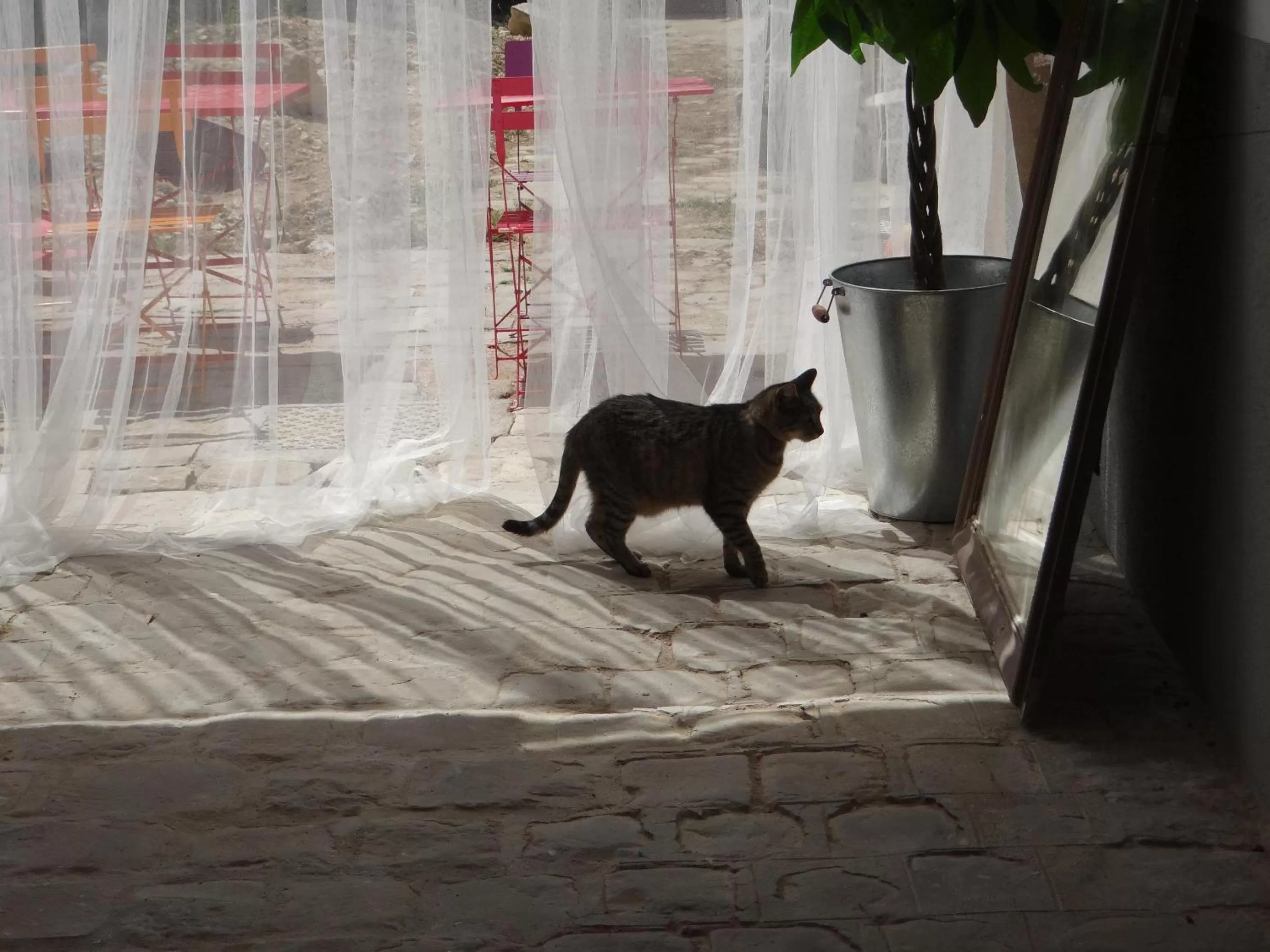 Pets in Les Viviers Maison d'hôtes B&B