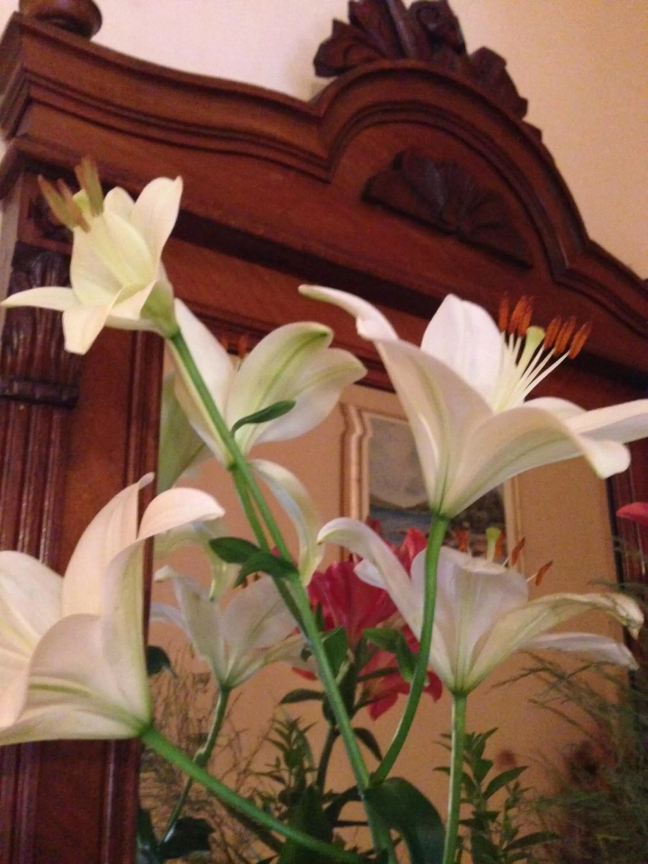 Spring in Villa Nora Hvar