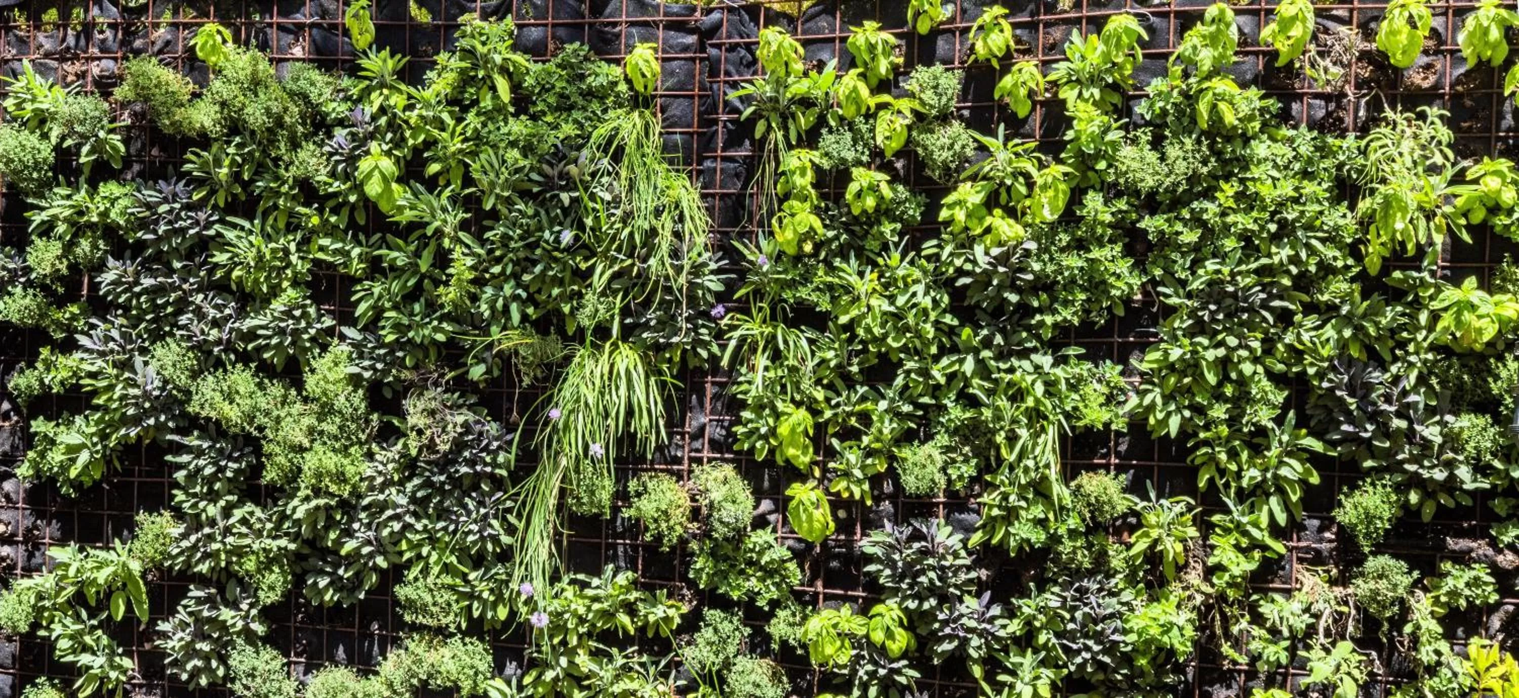 Natural landscape in Pilgrim House