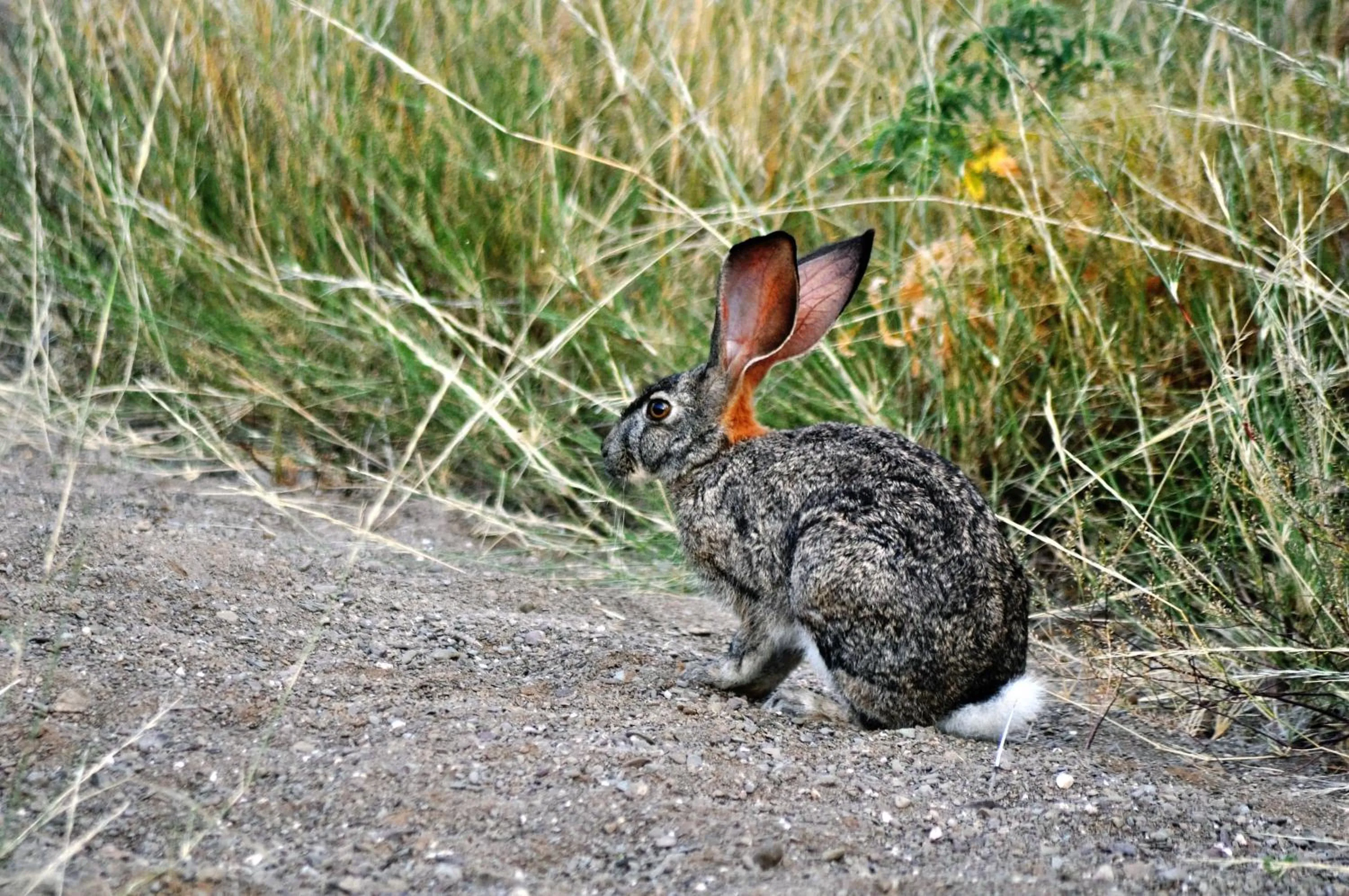 Animals in Sanbona Wildlife Reserve