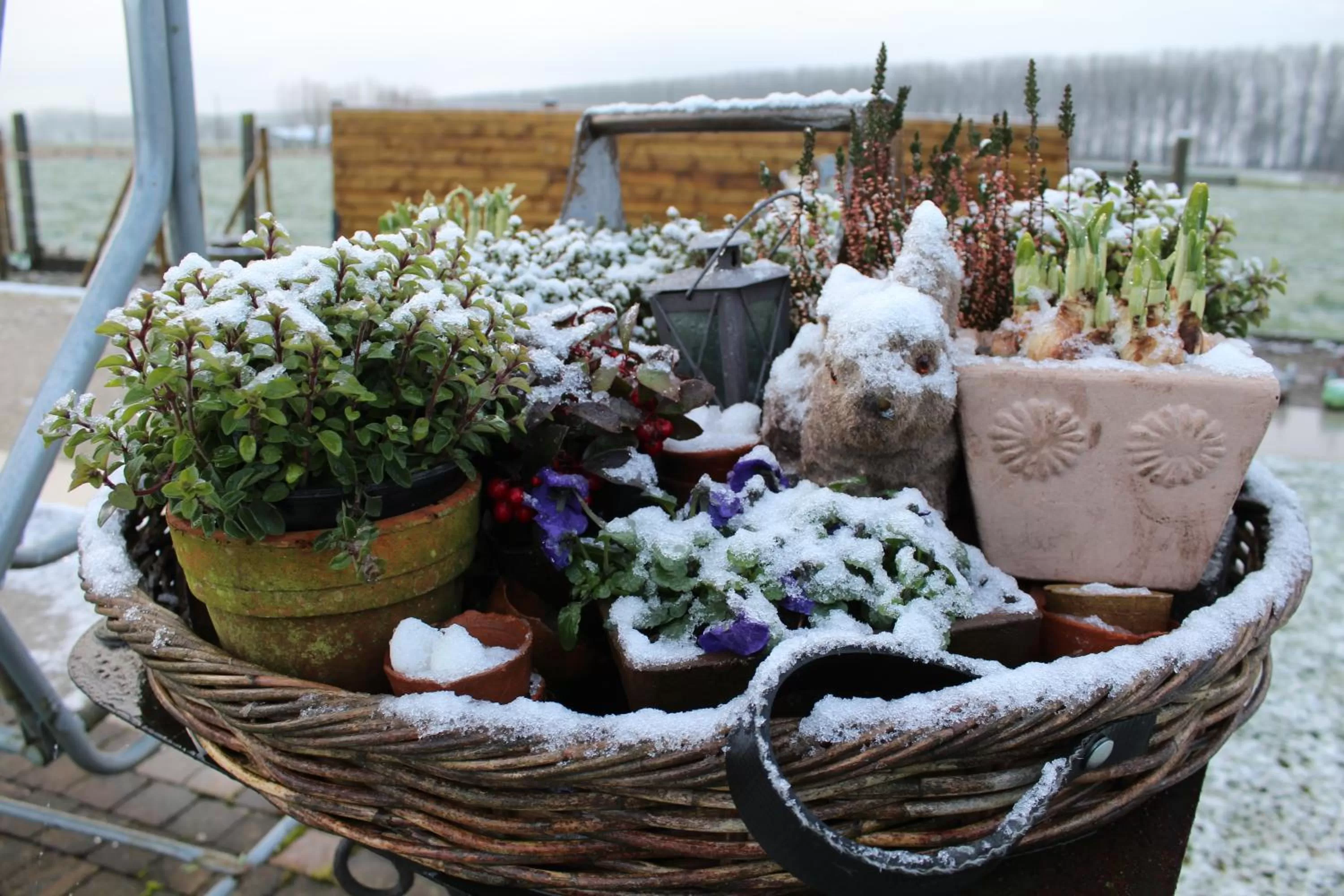 Garden in B&B Altijd Genieten