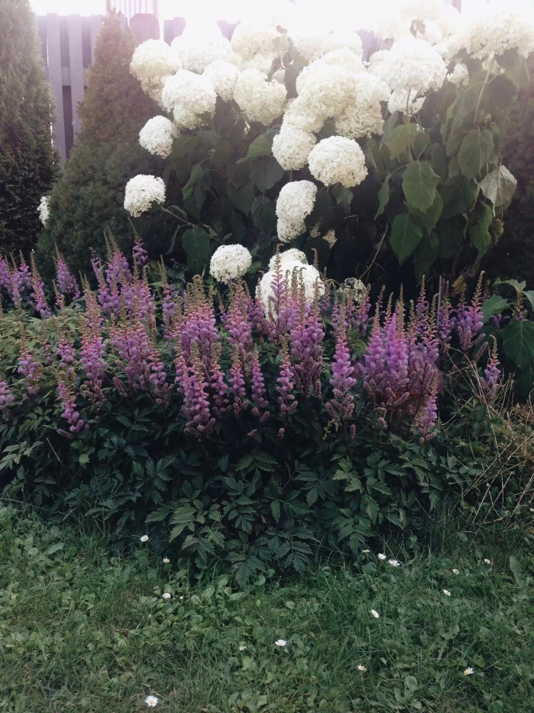 Garden in Hotel Vilhelmine