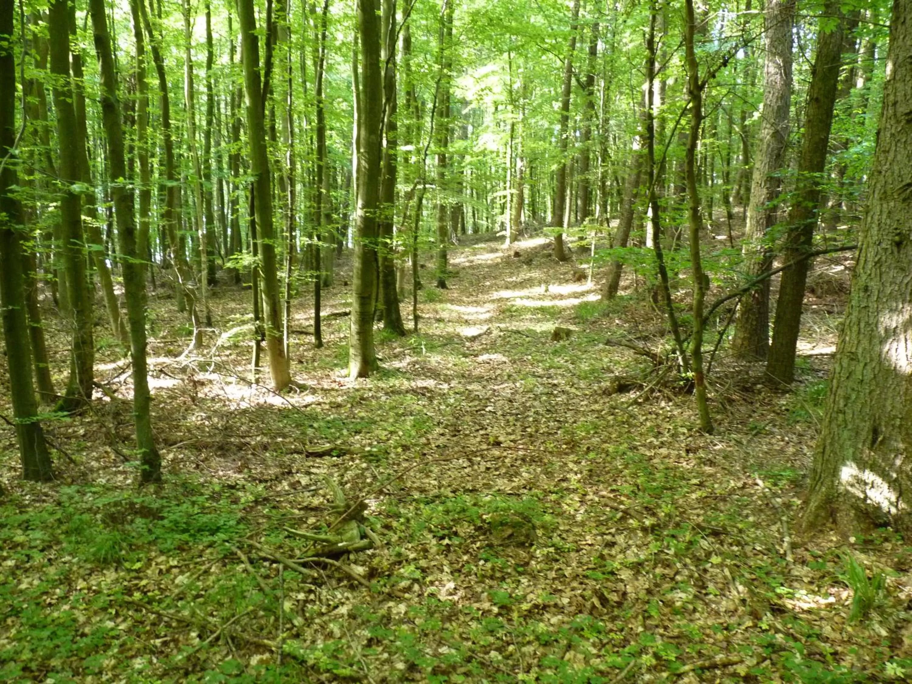 Natural landscape, Garden in Hotel Am Markt