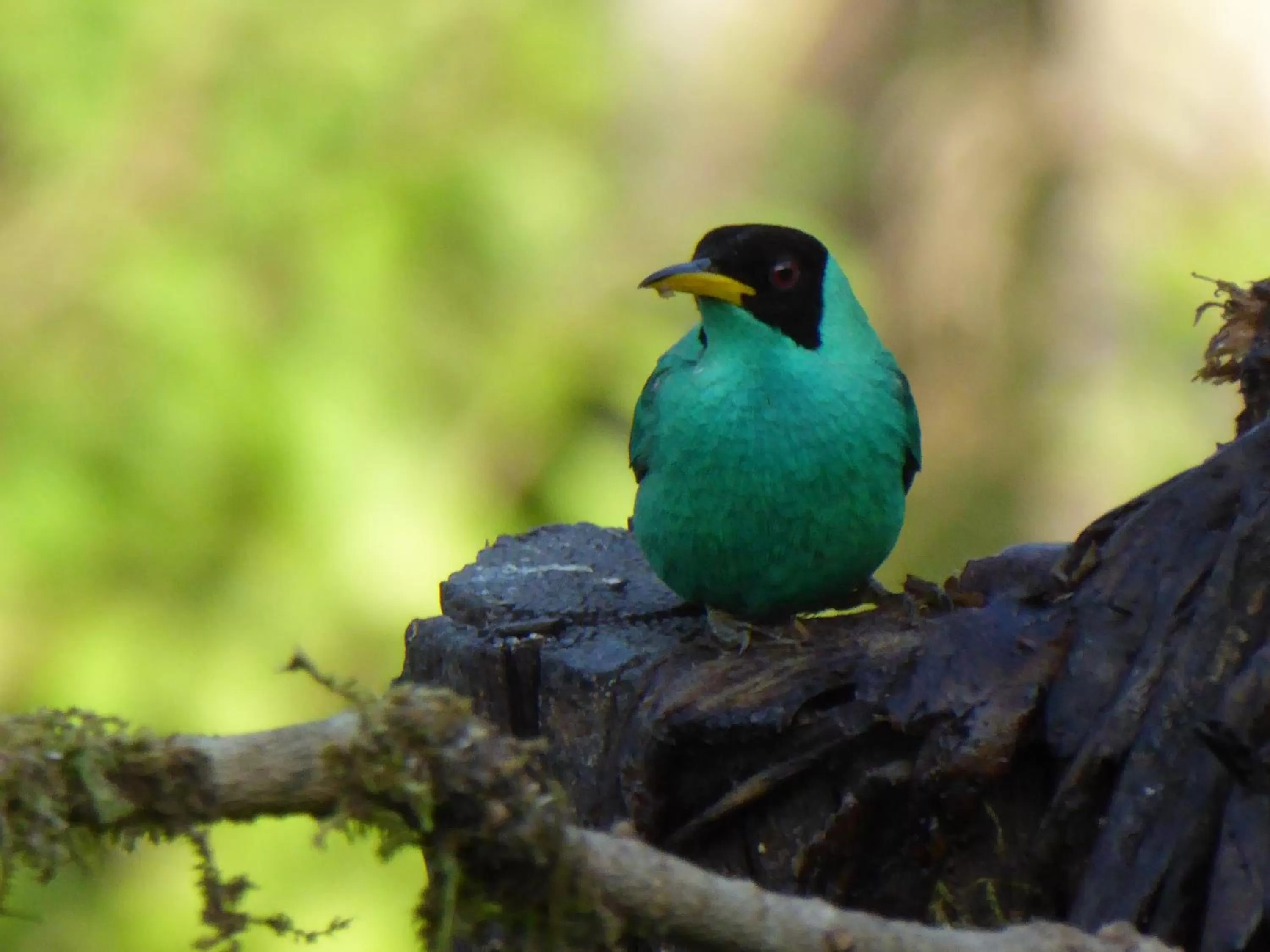 Animals, Other Animals in La Purruja Lodge