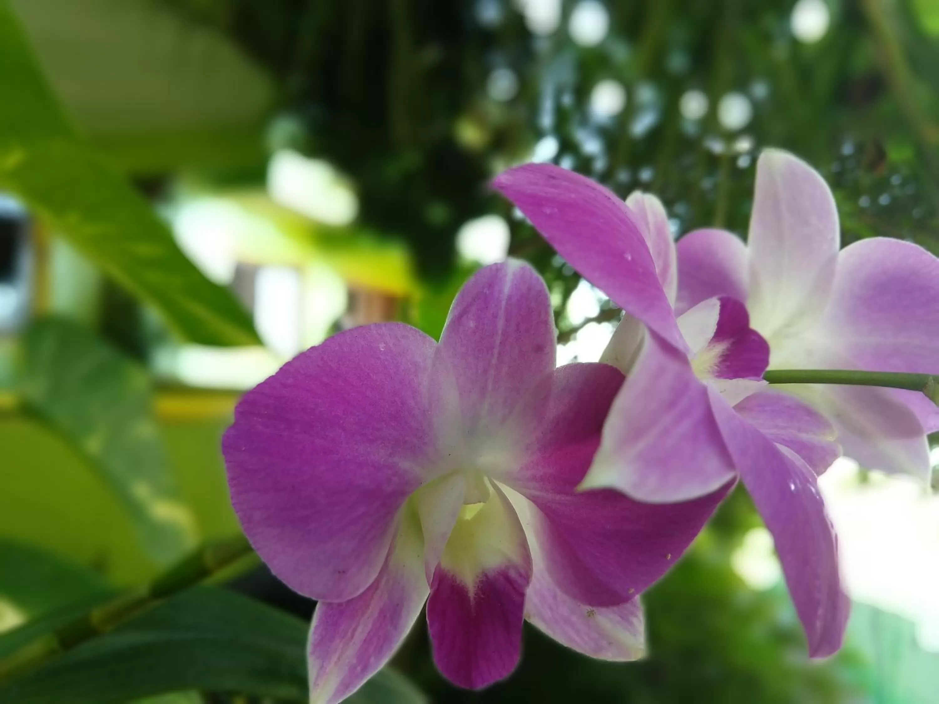 Garden in Bamboo Flat