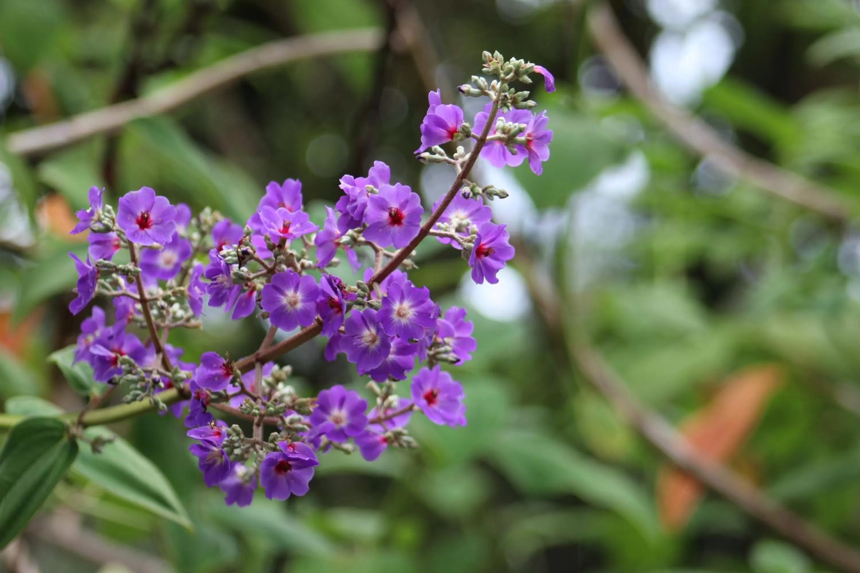 Property building in Iguanitas Lodge
