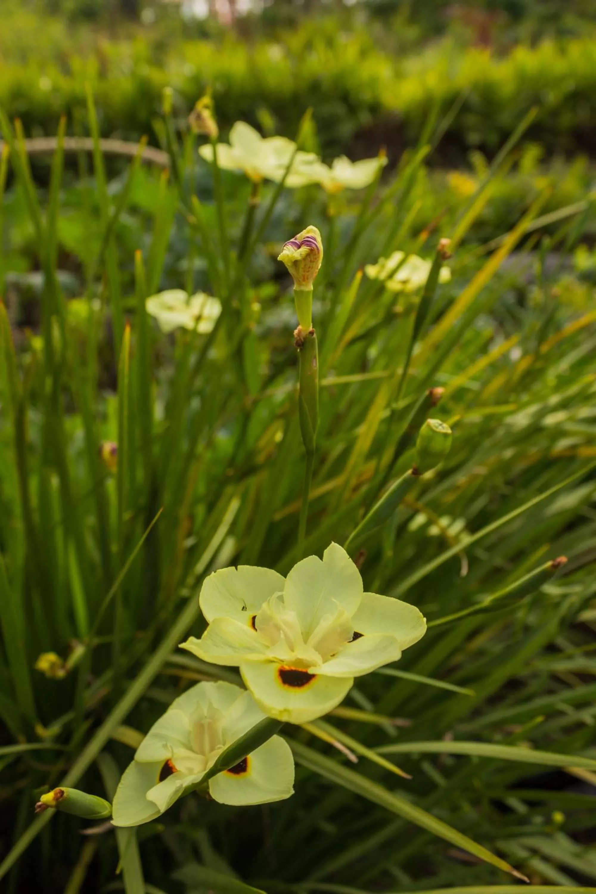 Garden in Hotel Toliman