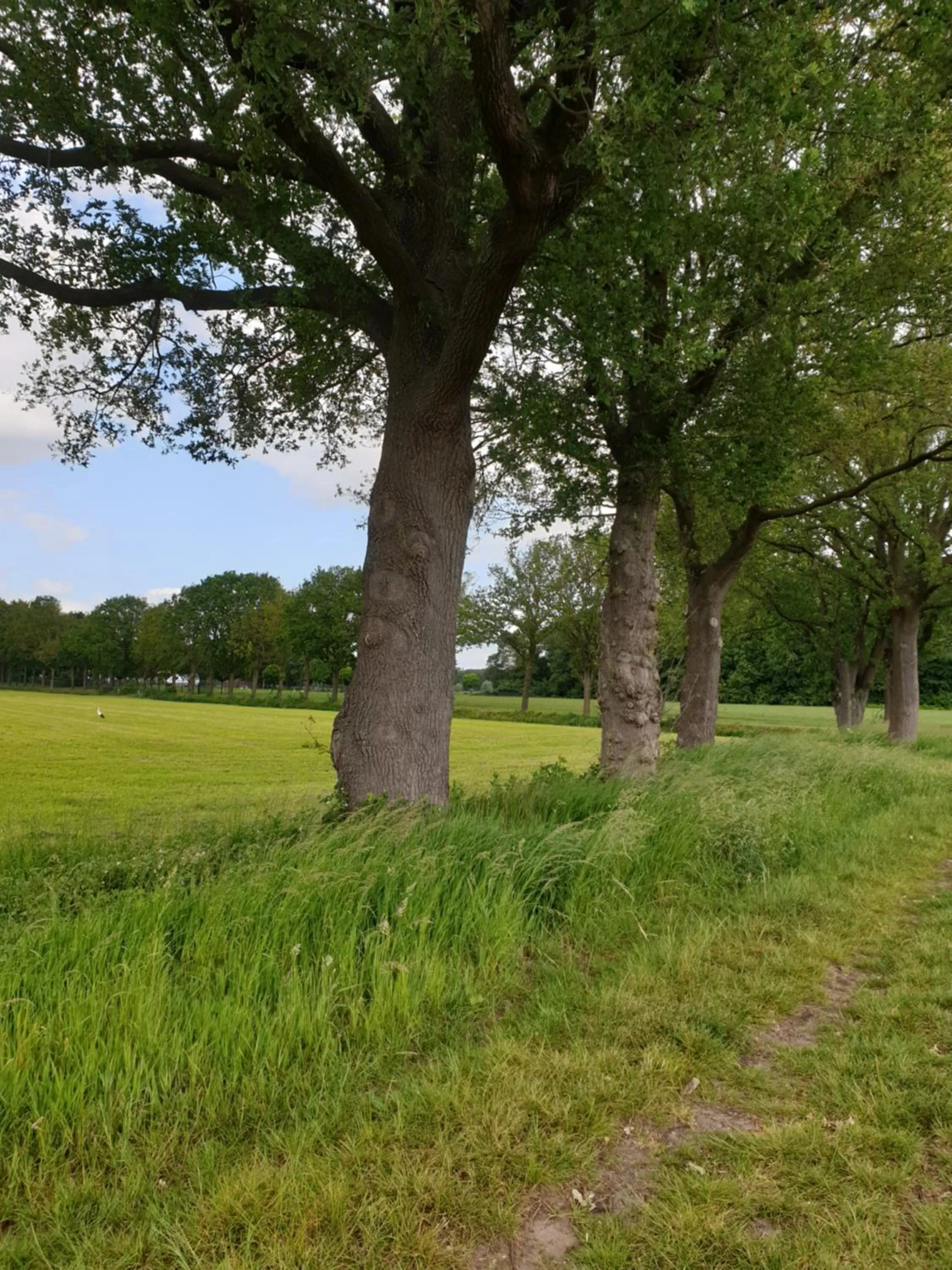 Natural Landscape in Het Gelders Buitenleven