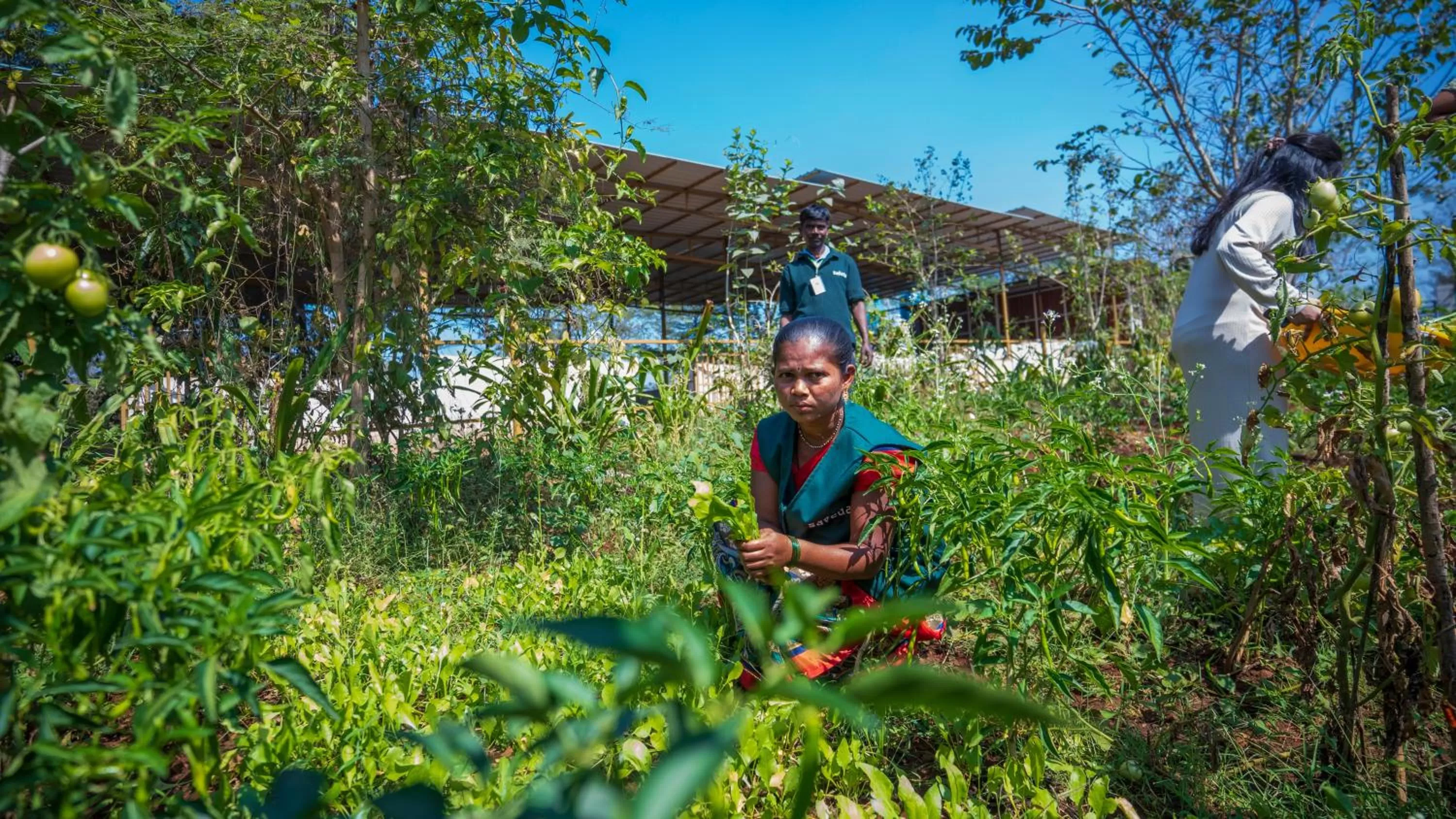 Garden view in Saveda Farm & Cottages