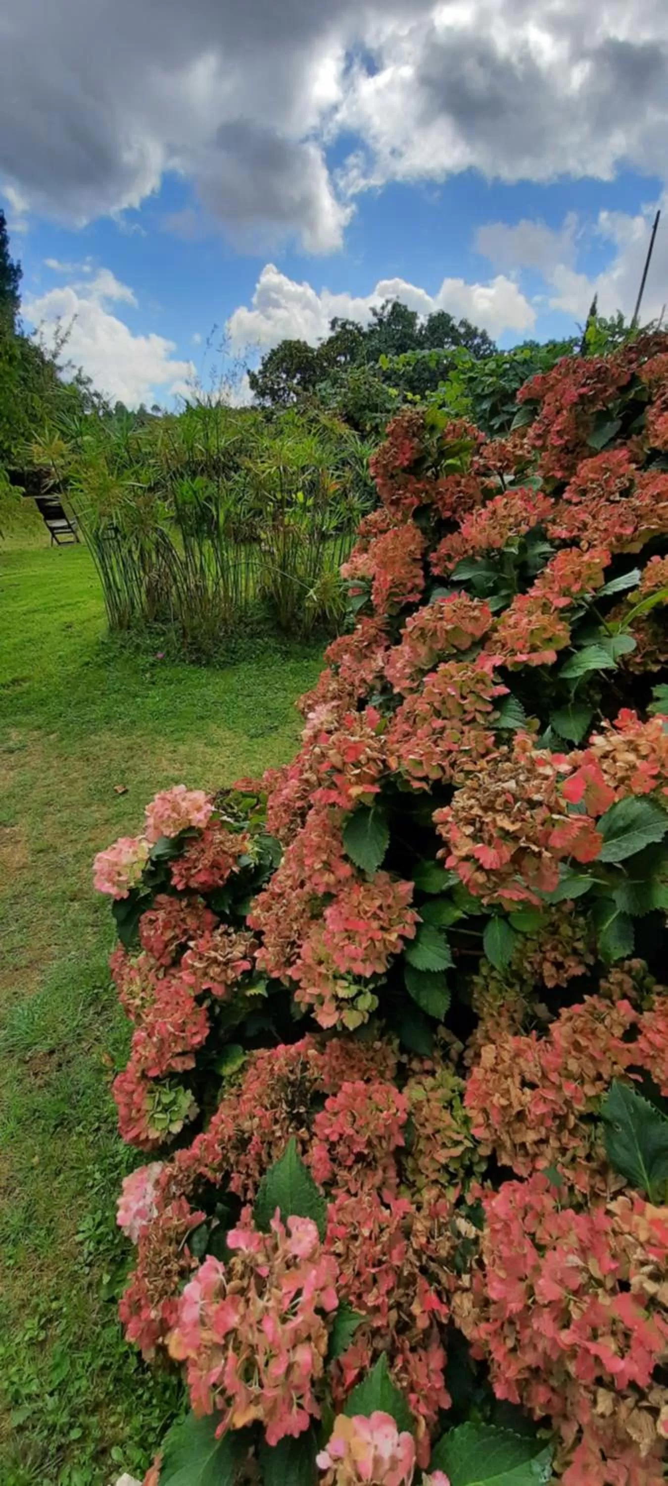 Garden in Rectoral de Anllo