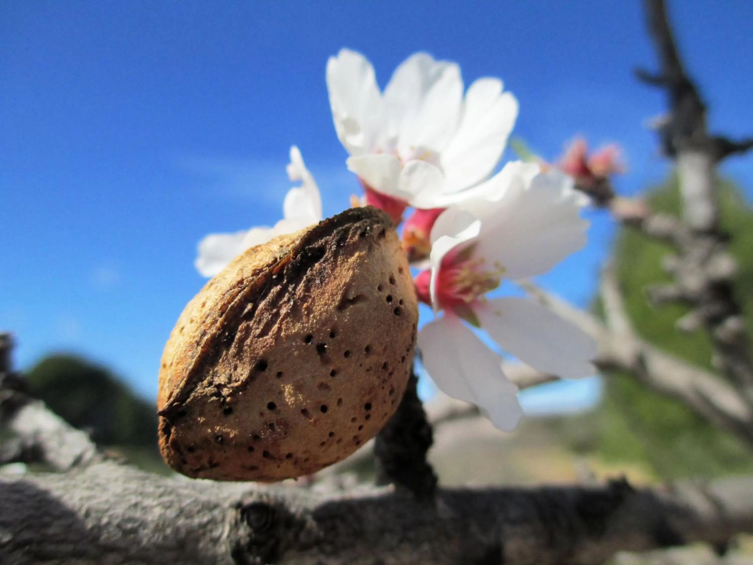 Garden, Food in Sharíqua