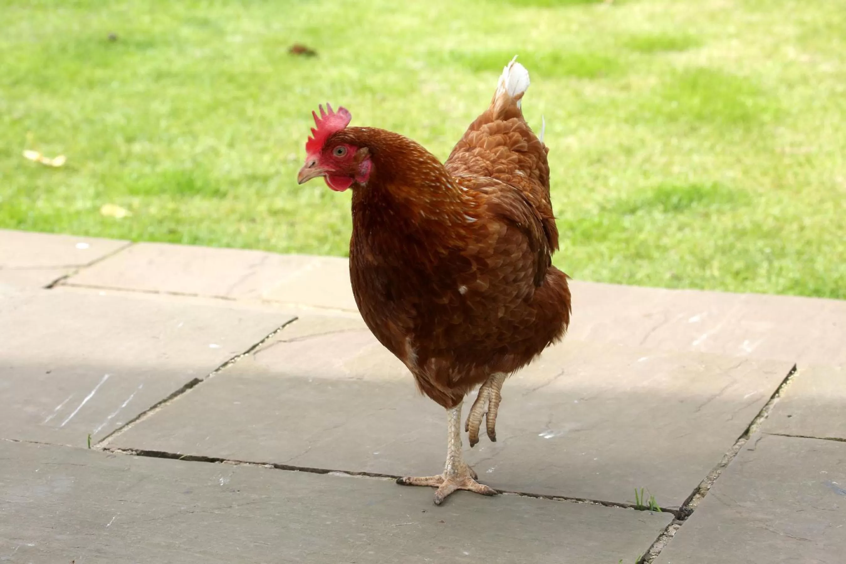 Pets in Crofthead Farm House