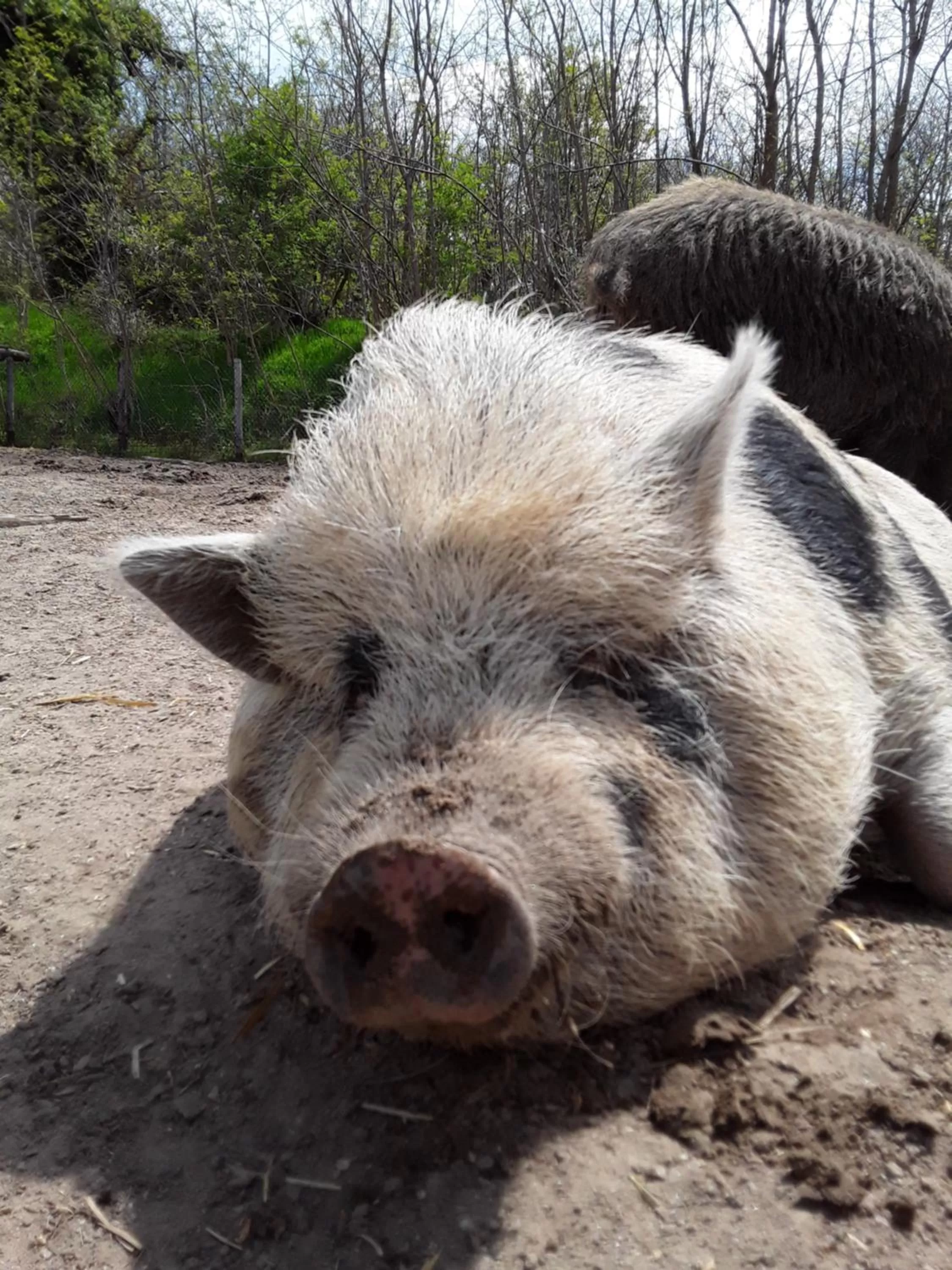 Animals in B&B Podere Legnotorto