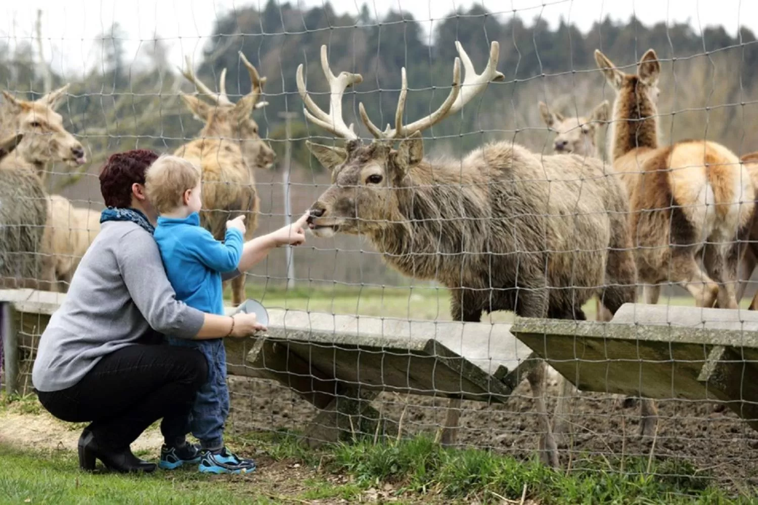 Area and facilities, Other Animals in Schätzlhof