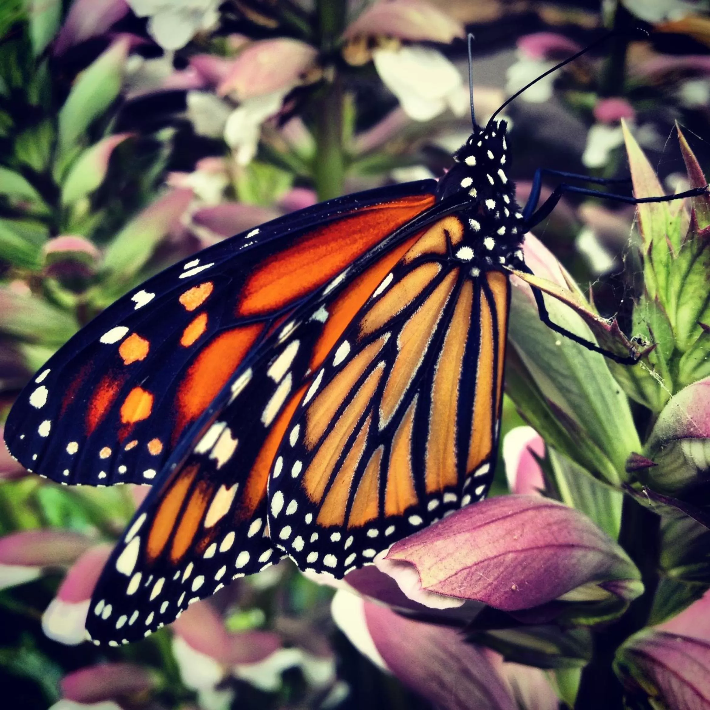 Other in Ocean Echo Inn & Beach Cottages