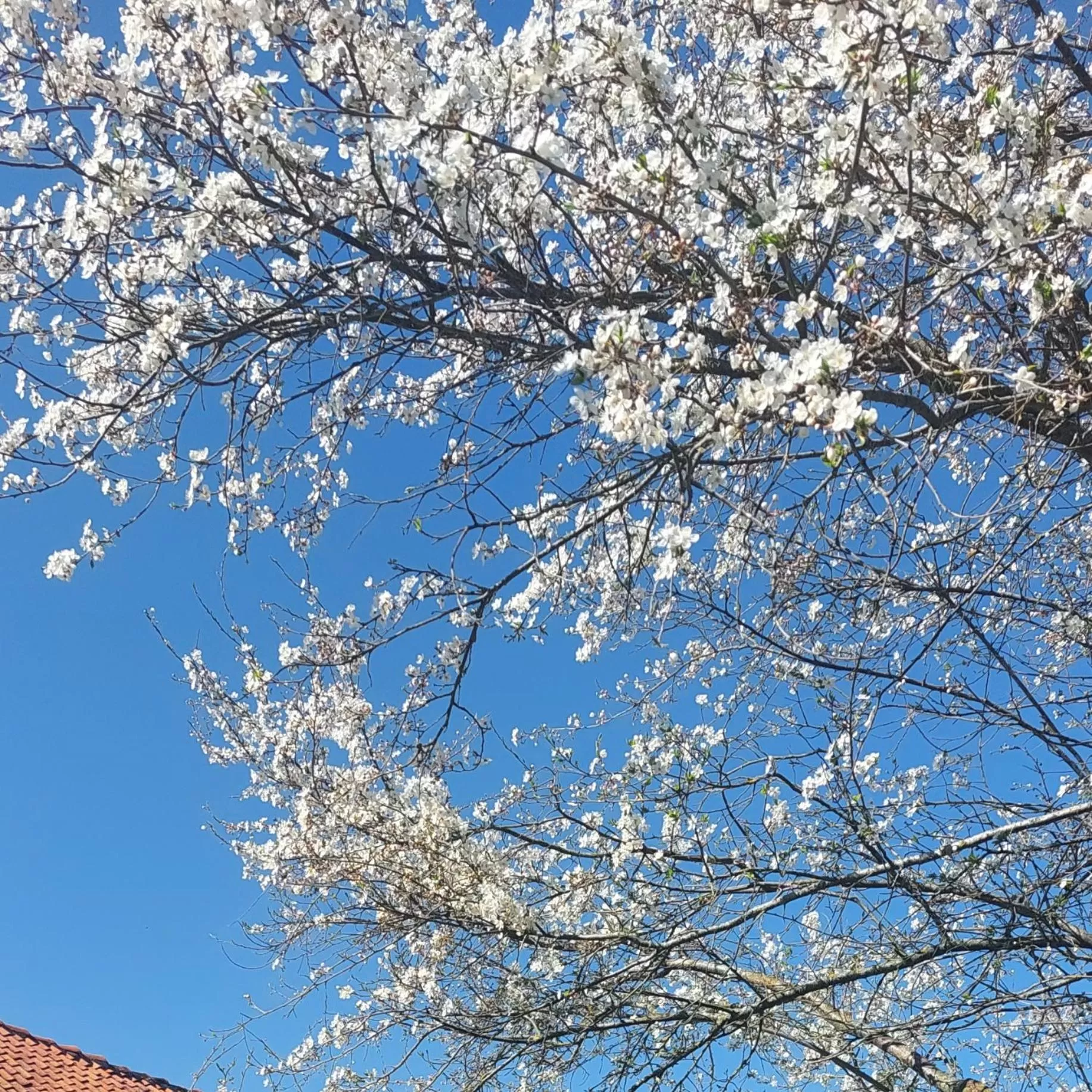 Spring in Dom na Mazurach Pilec