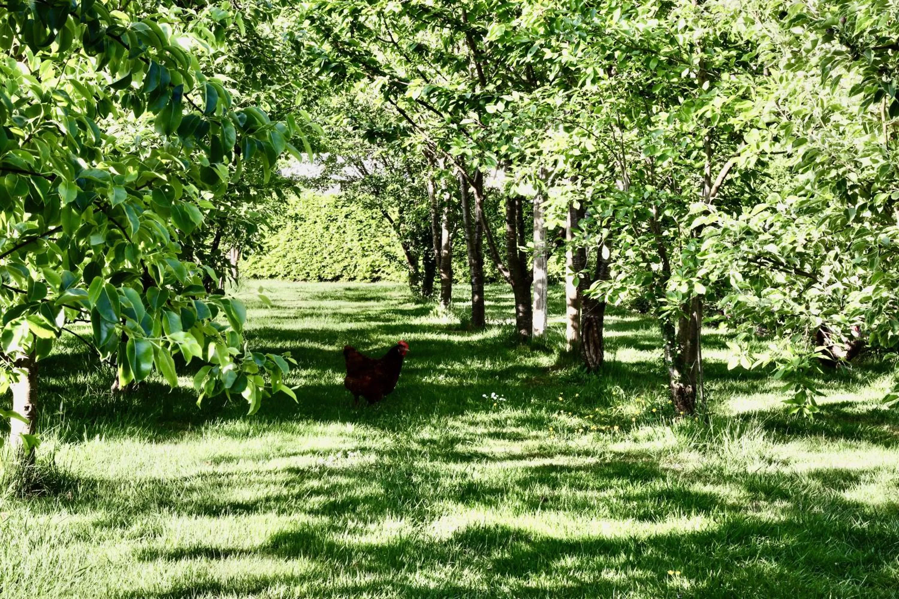 Garden in de Lochemse Berg