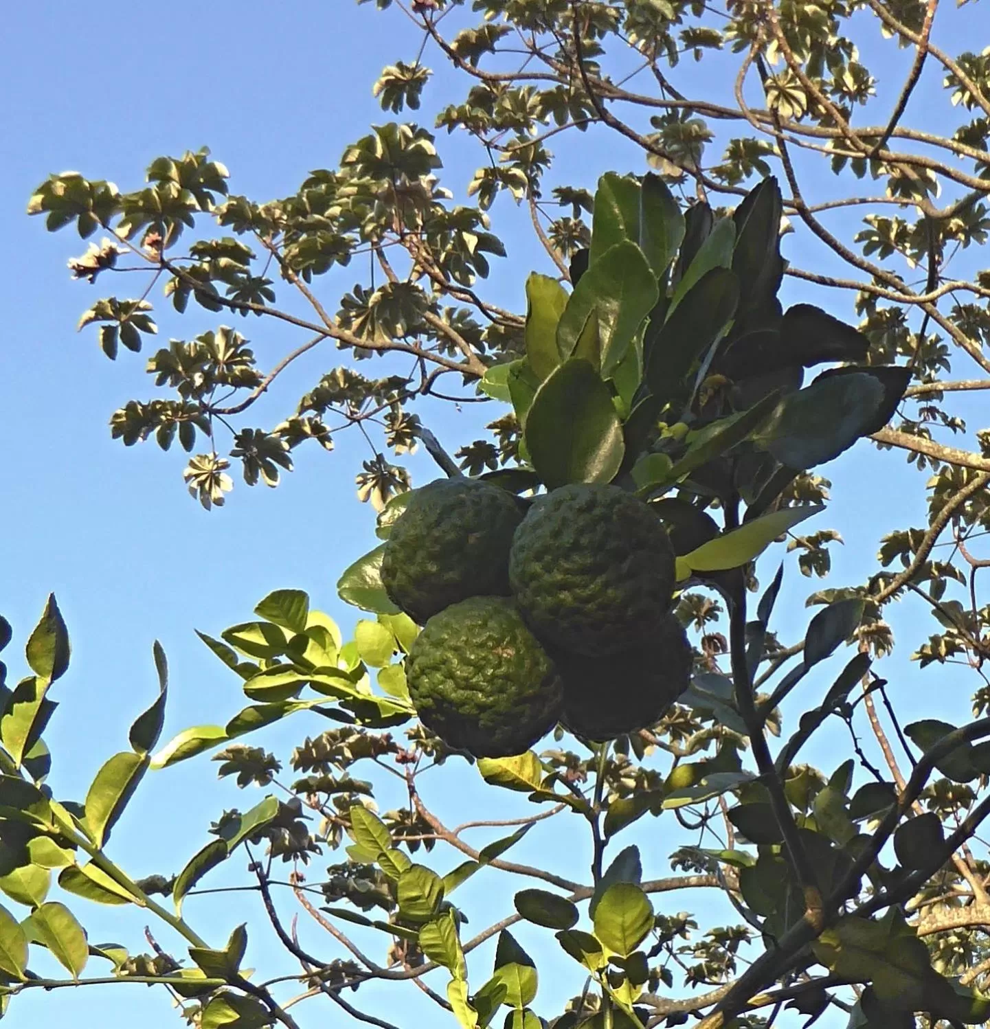 Garden in Pura Vida Hotel