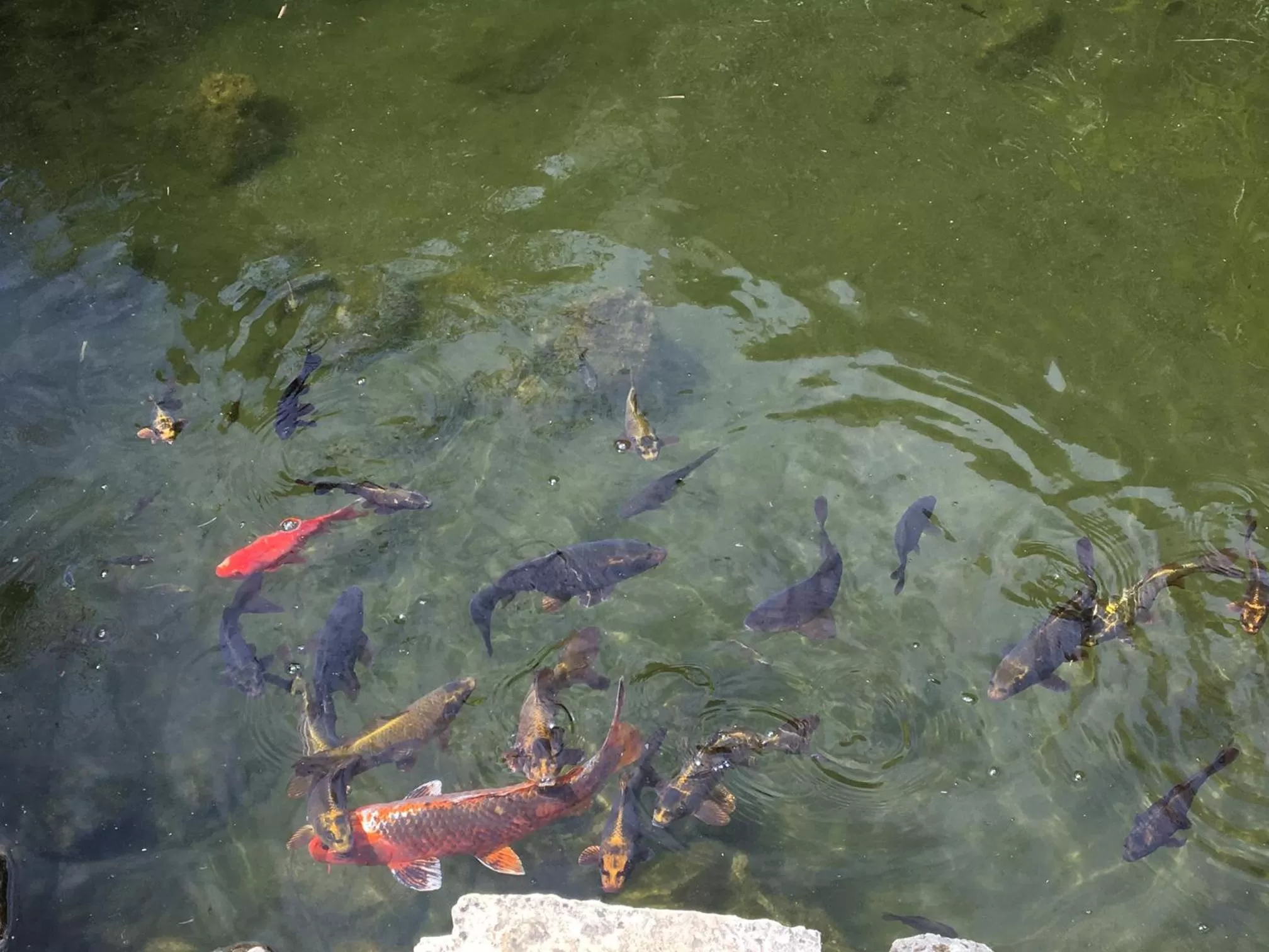 Property building in Kukurutz Residencia