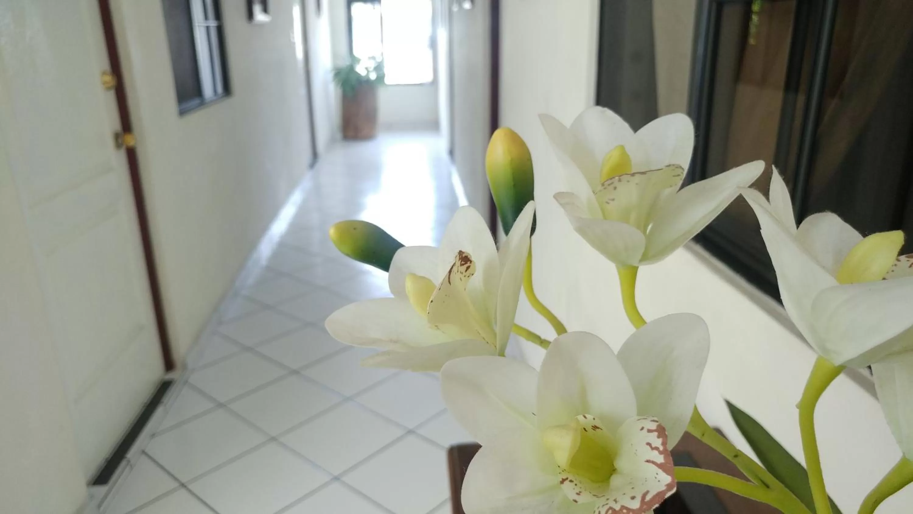 Spring in Hotel Armonía Hostal