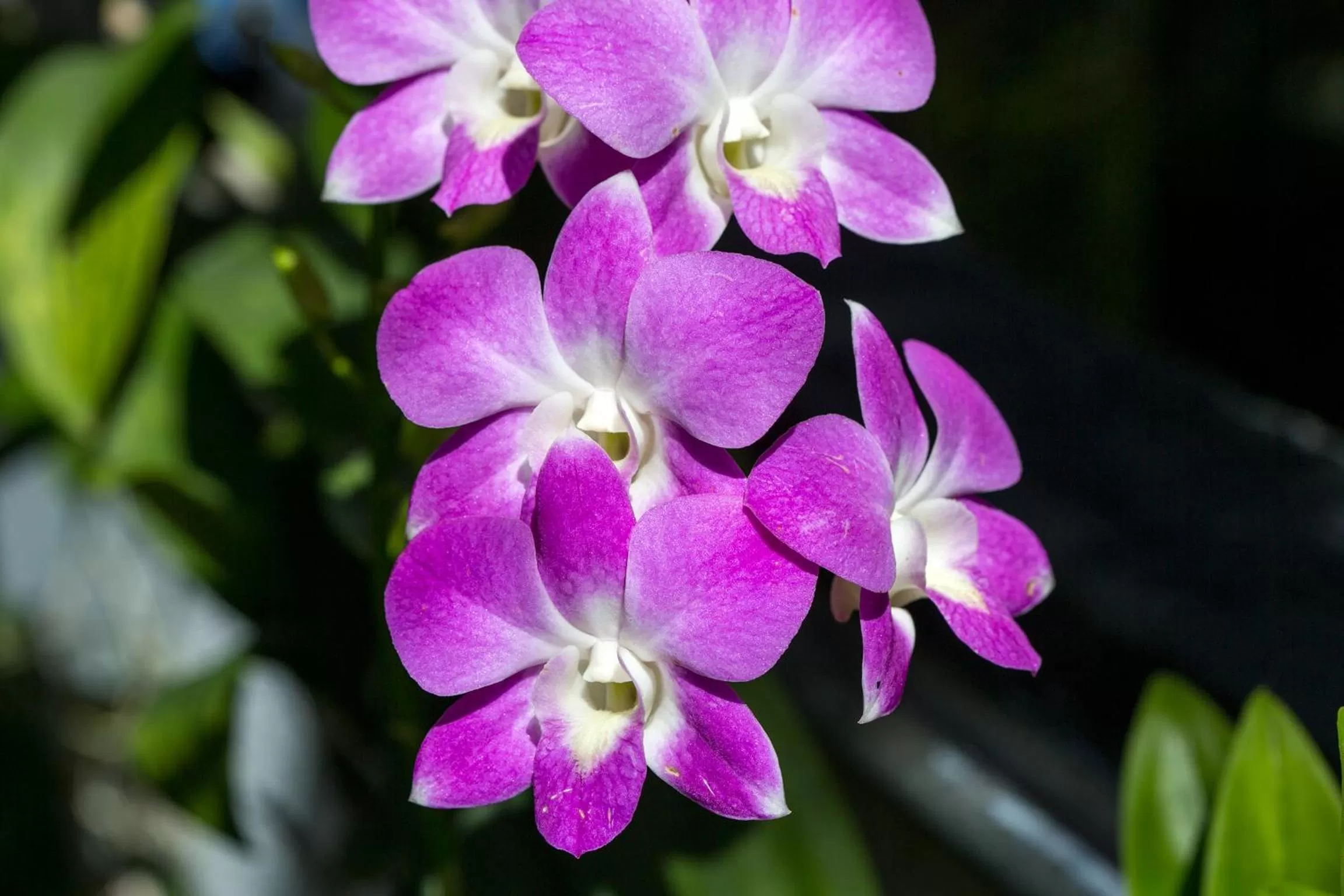 Garden in Suriya Arana
