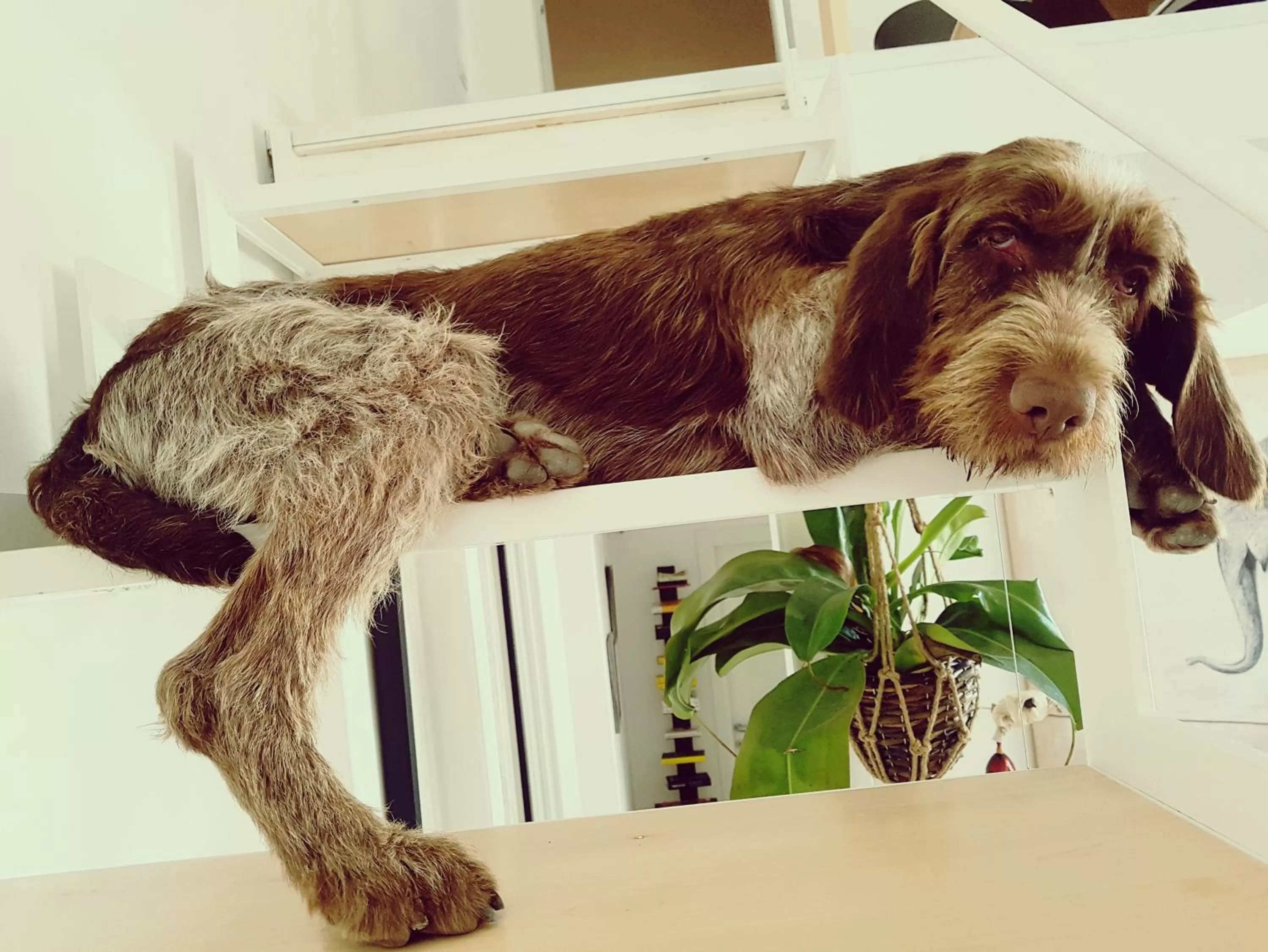 Pets in Ovo - Slow Travel