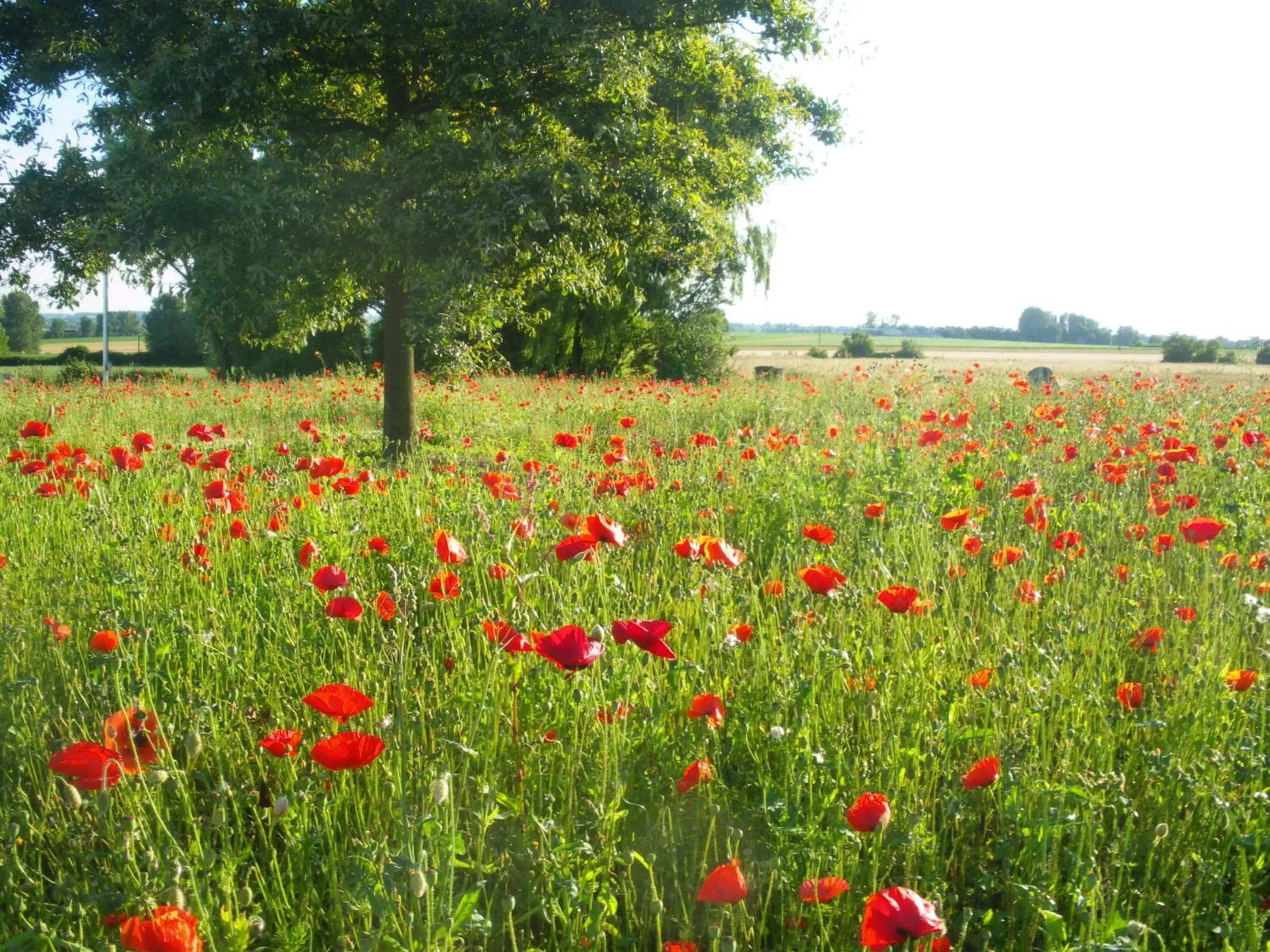 Garden in La Vallée des Trois Monts