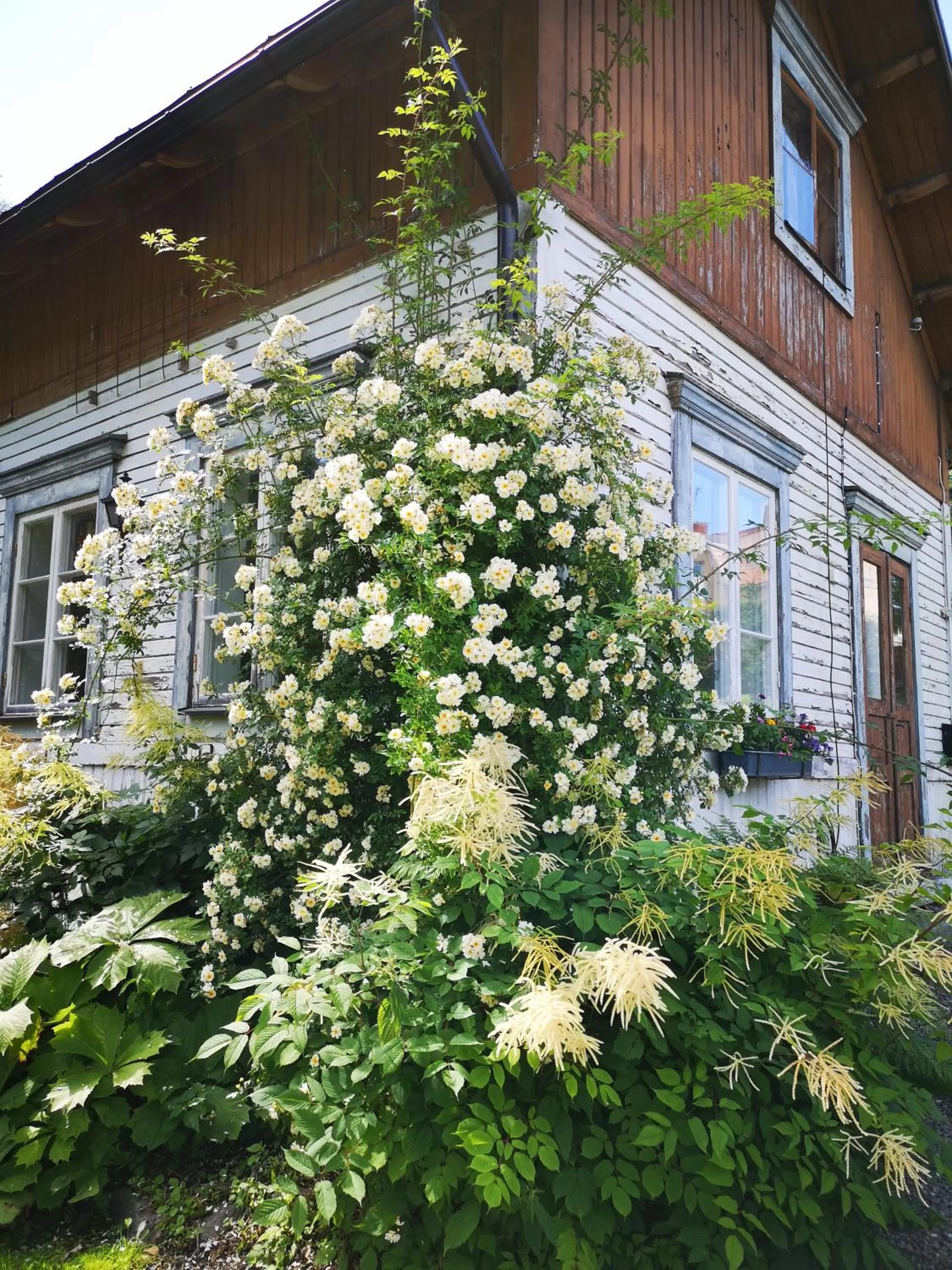 Garden in Disponentparken Café och Bed & Breakfast