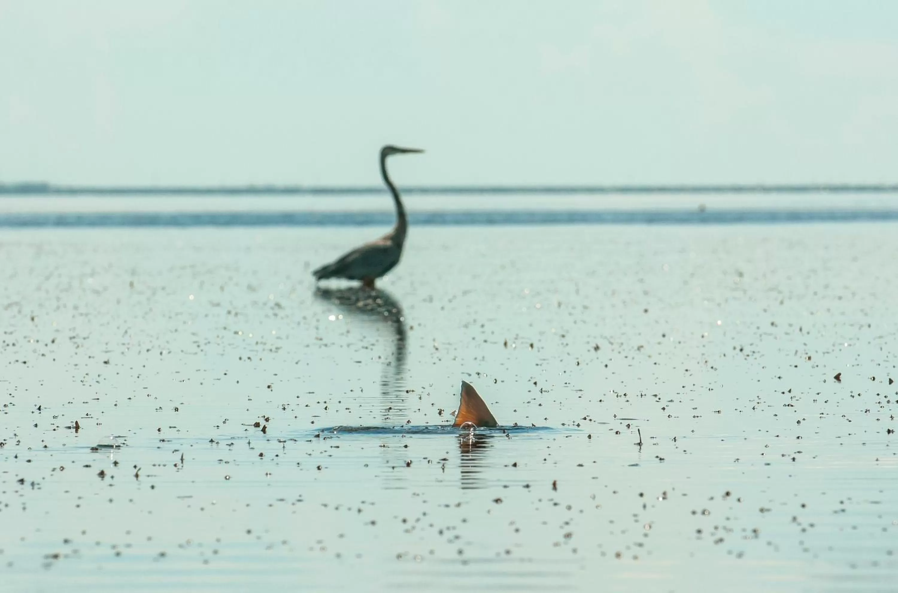 Natural landscape in Black Dolphin Inn