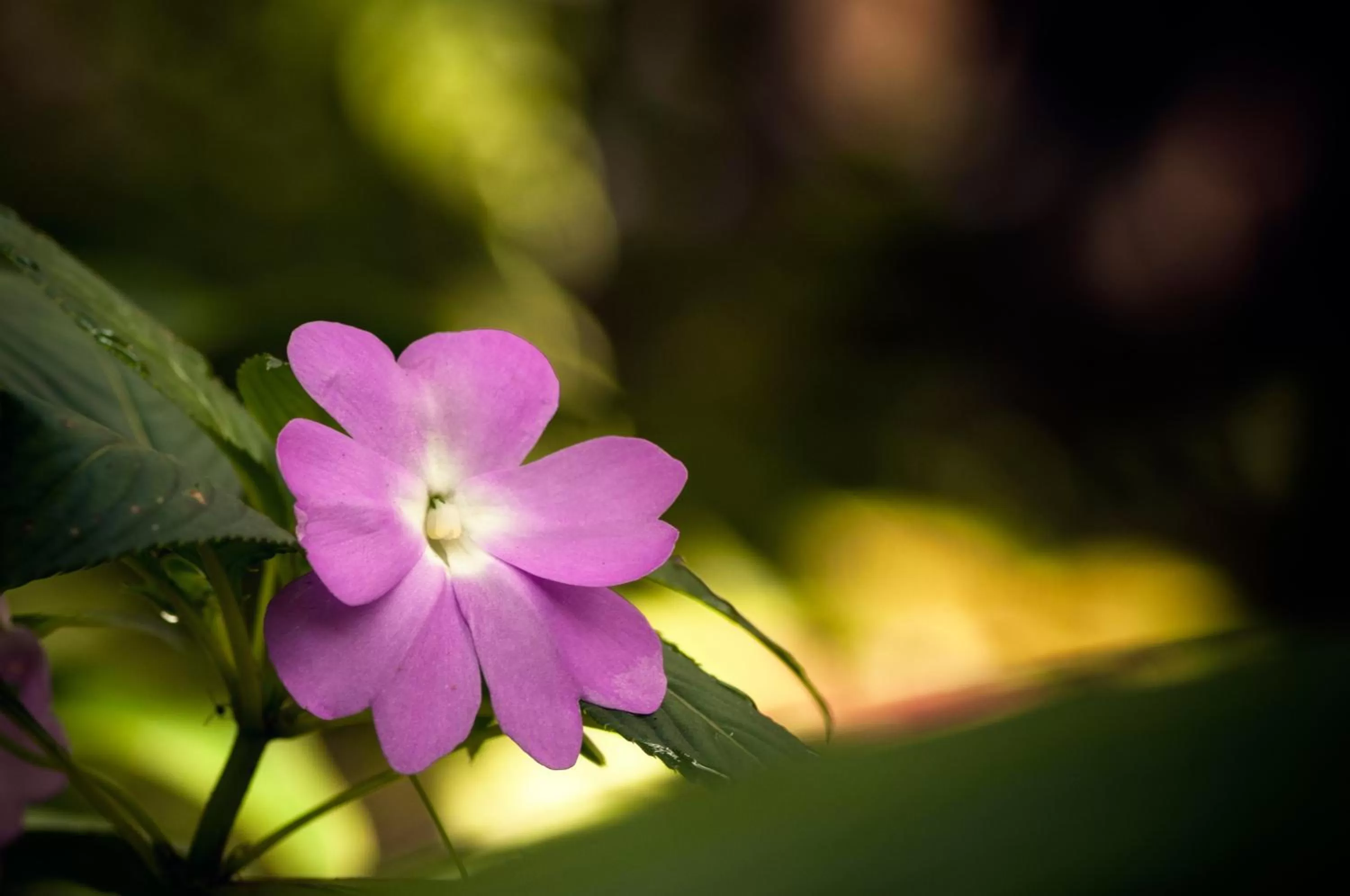Garden in Spa Hosteria Miramelindo