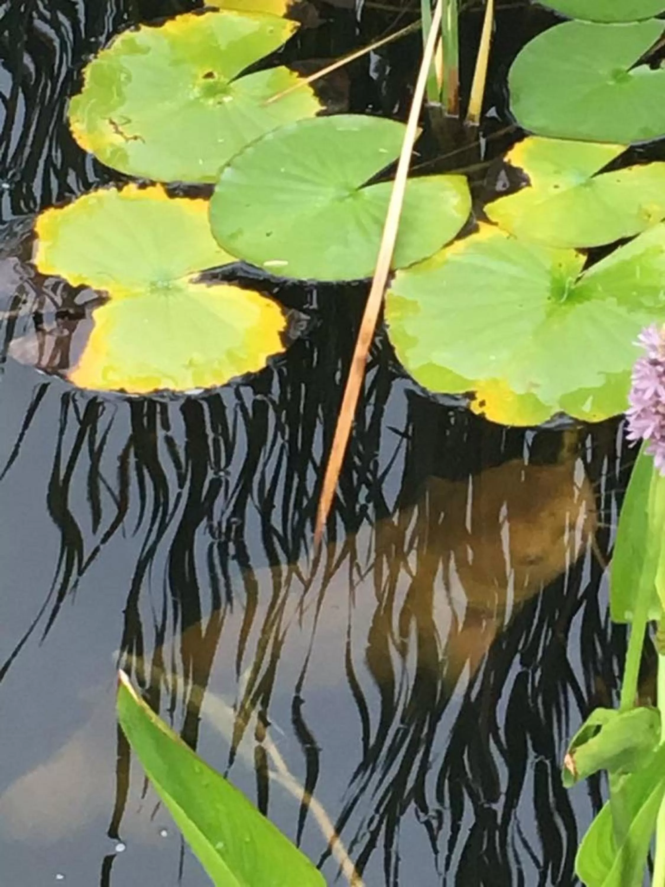 Balcony/Terrace in Bobcat Inn