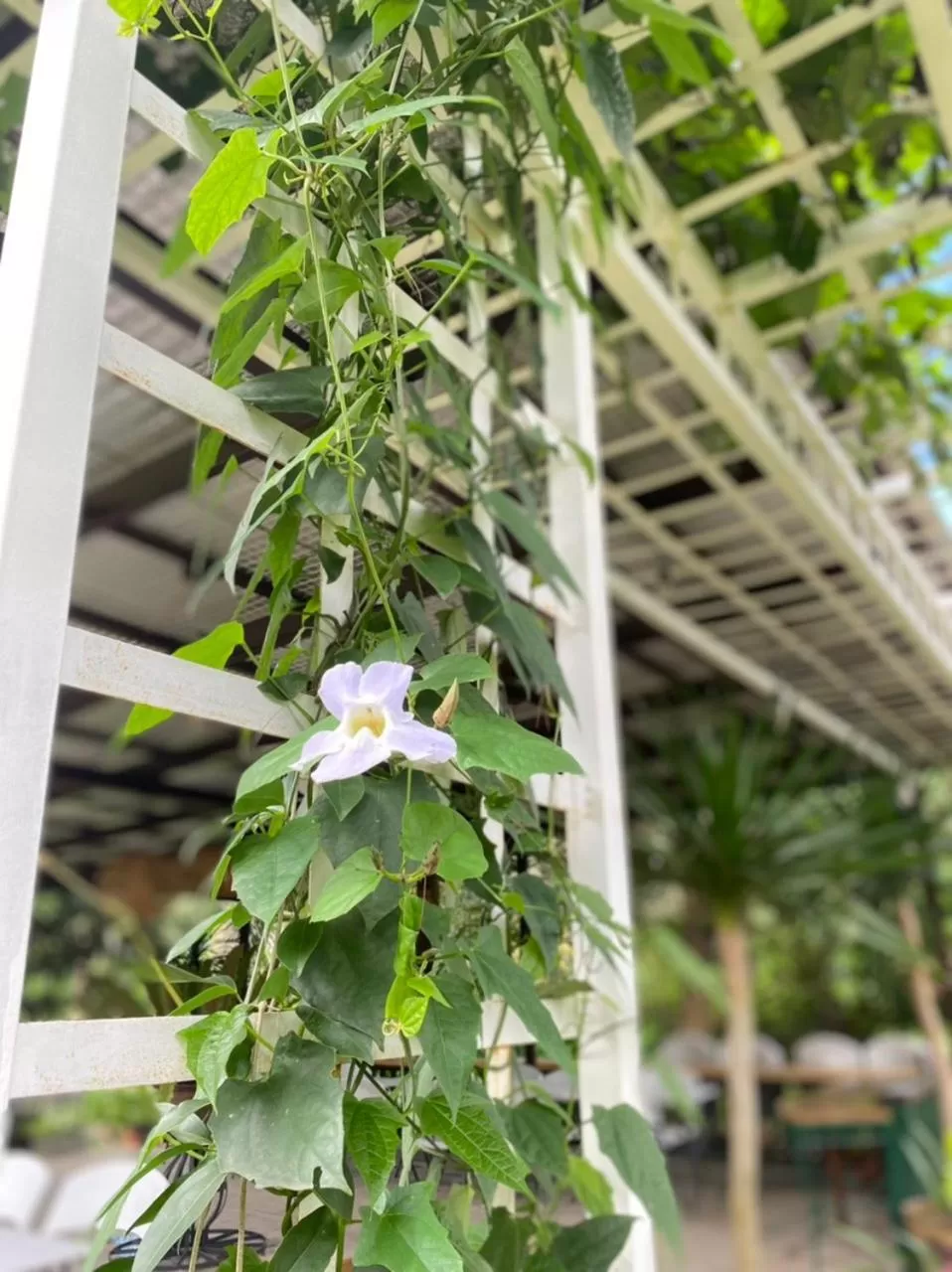 Casa San Pablo B & B