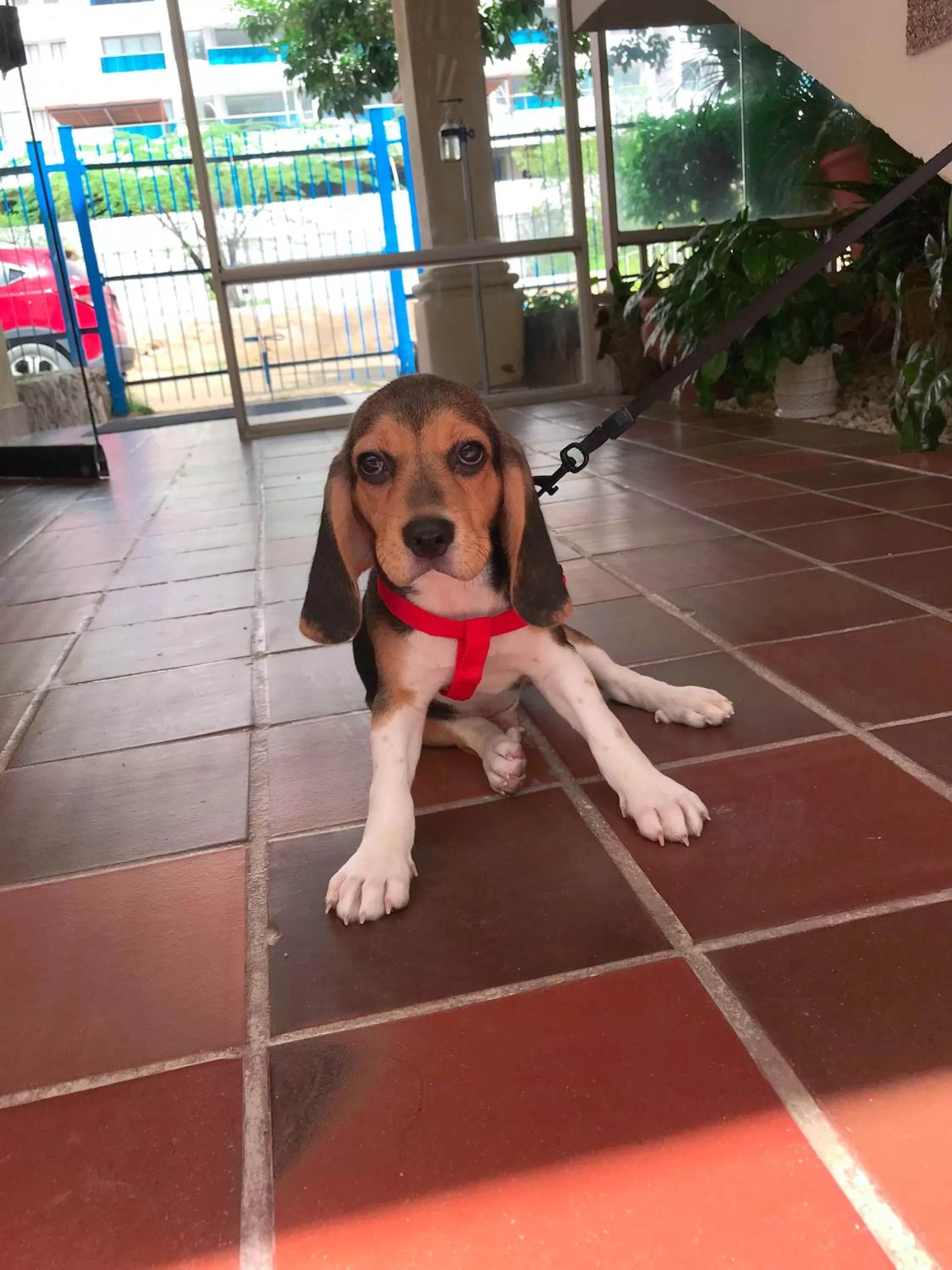 Pets in Najhomi Beach
