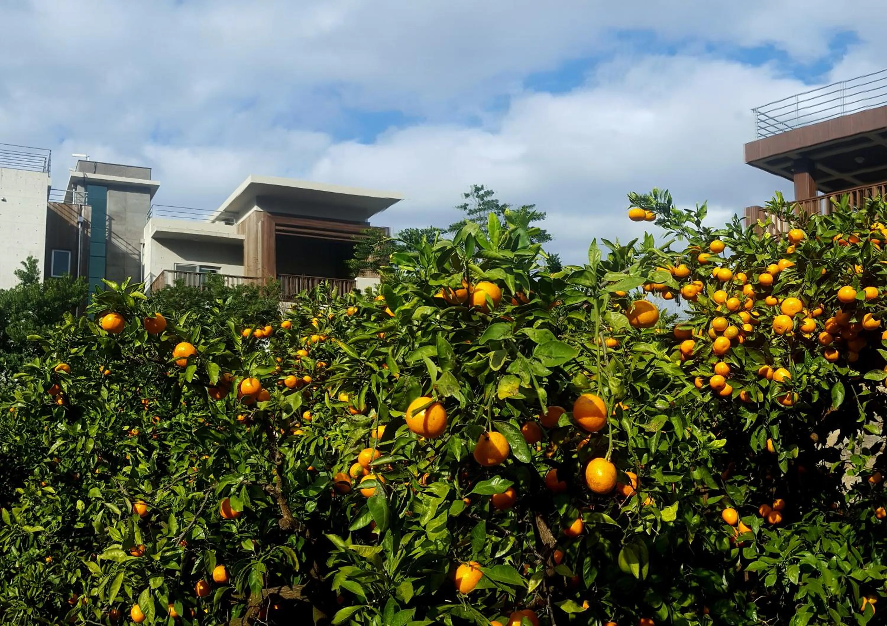 Neighbourhood in Jeju Eco Suites