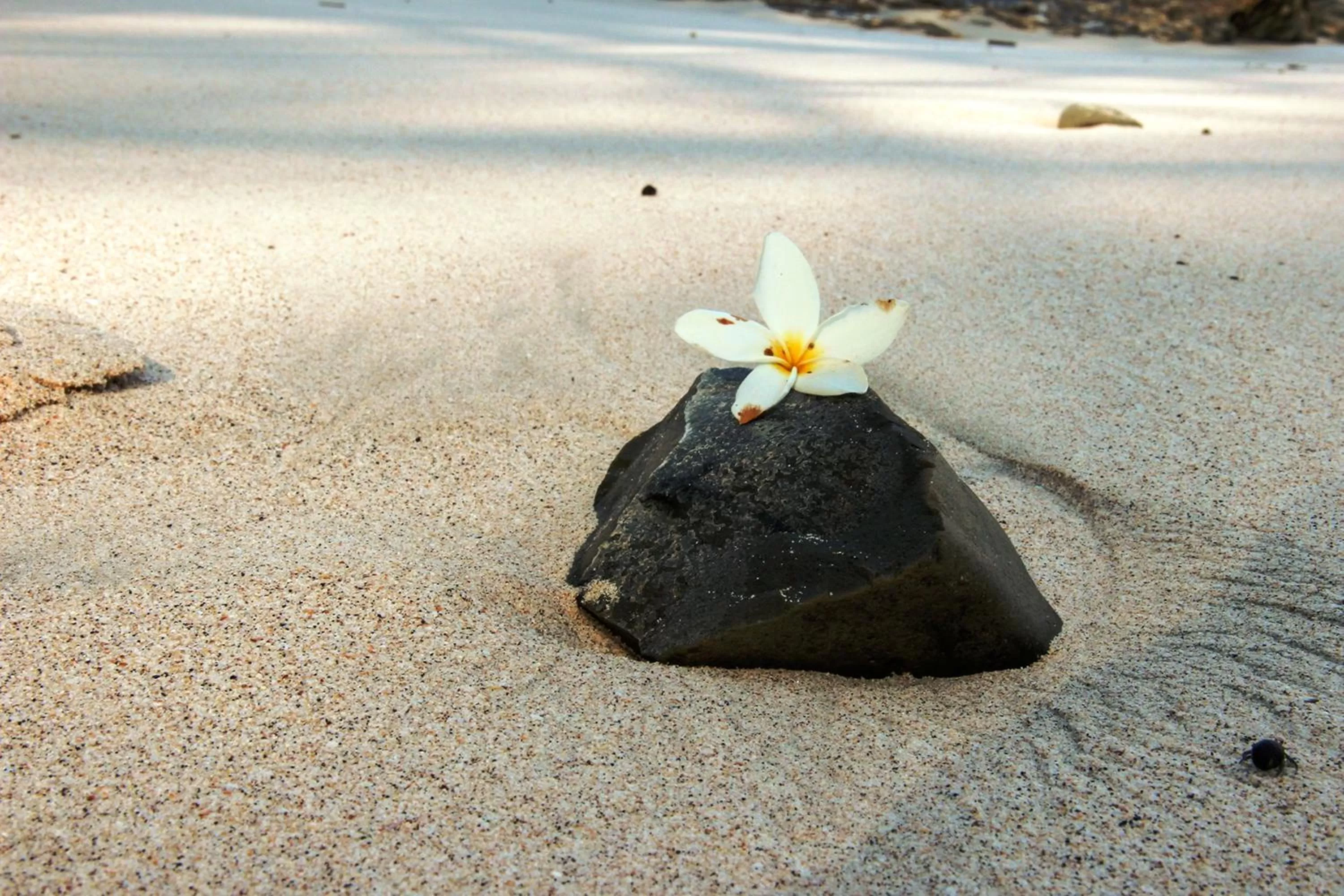 Beach in Hotel Arenas en Punta Leona