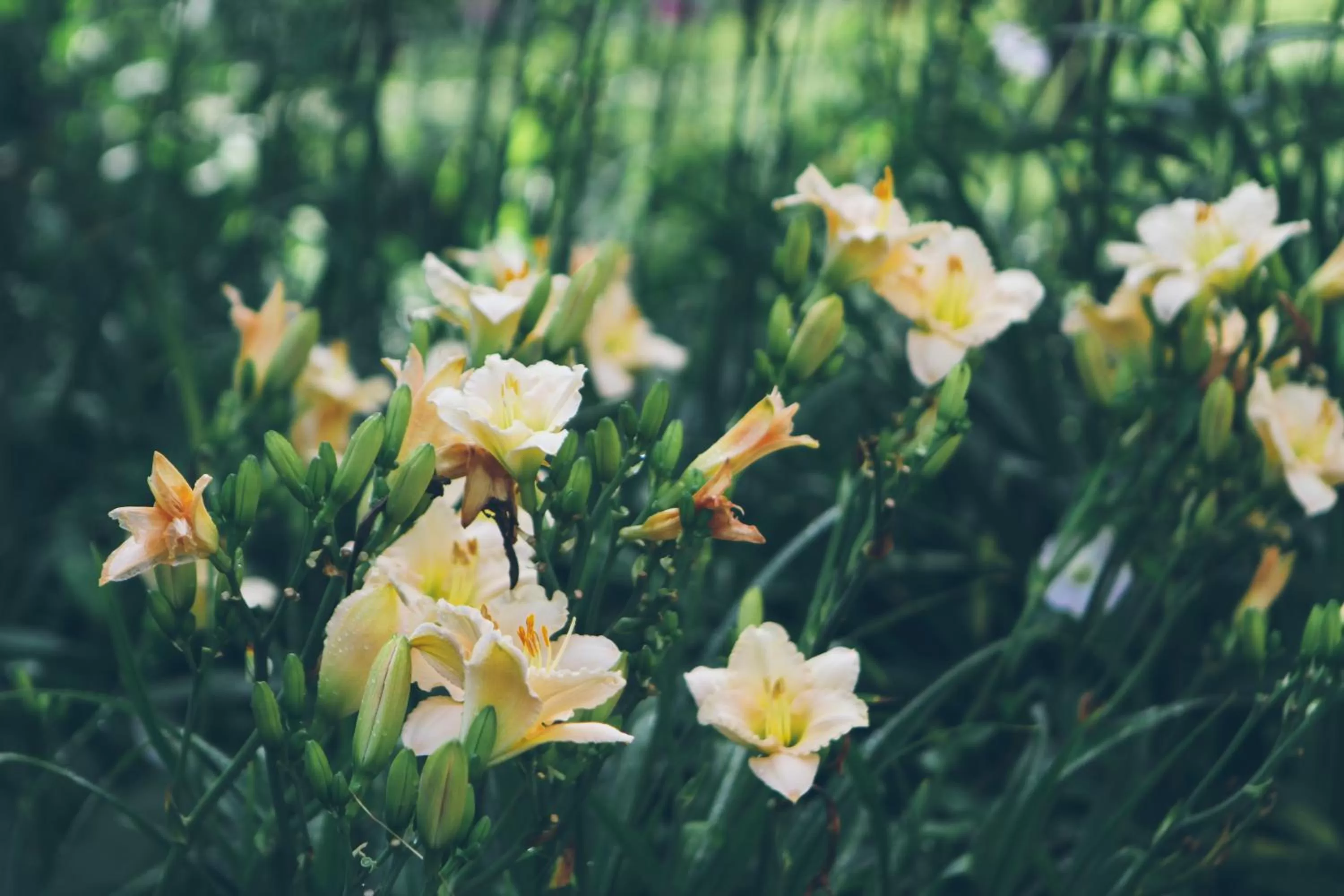 Garden view in Old Saco Inn