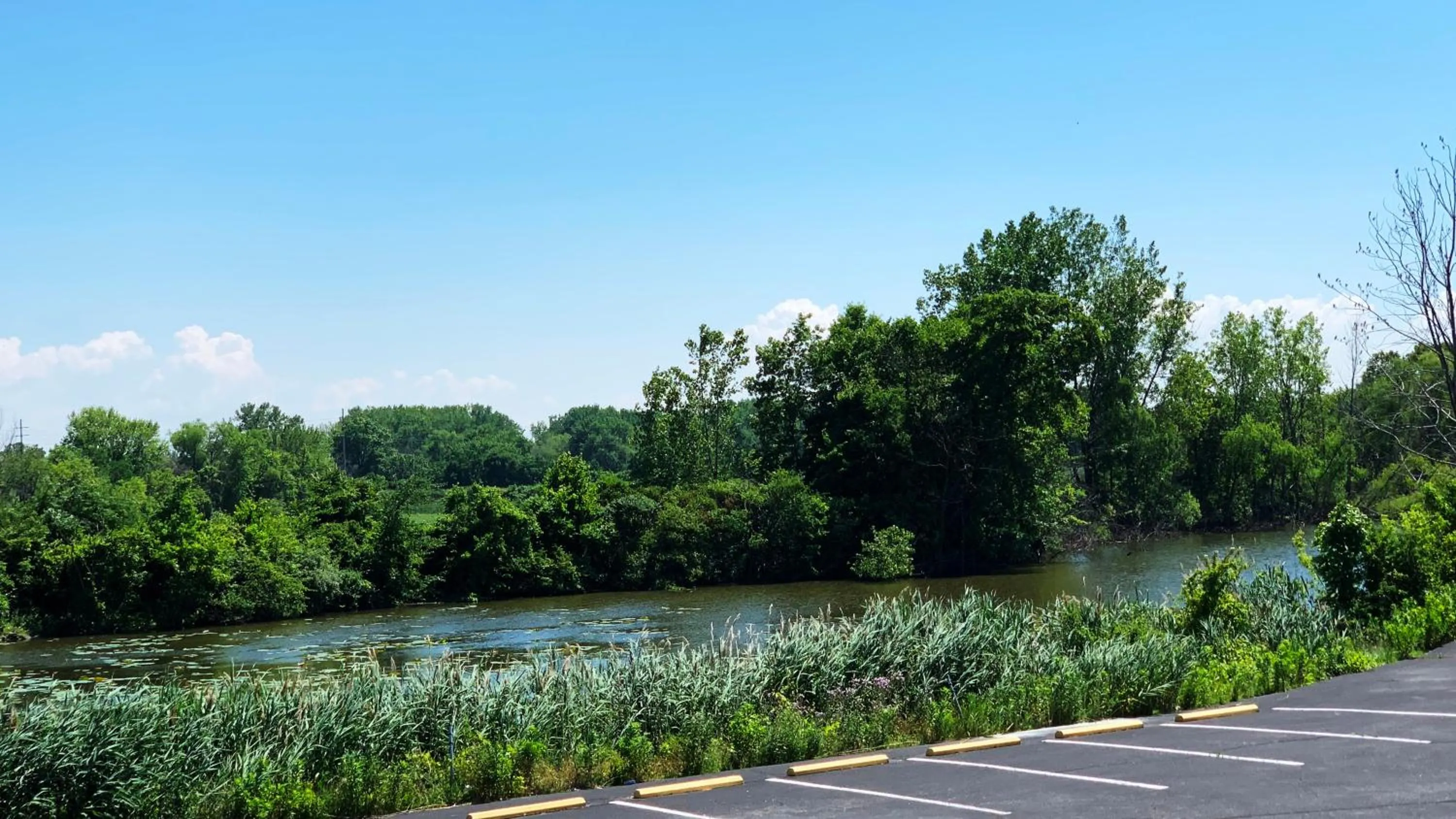 Natural landscape in Cedar Cove
